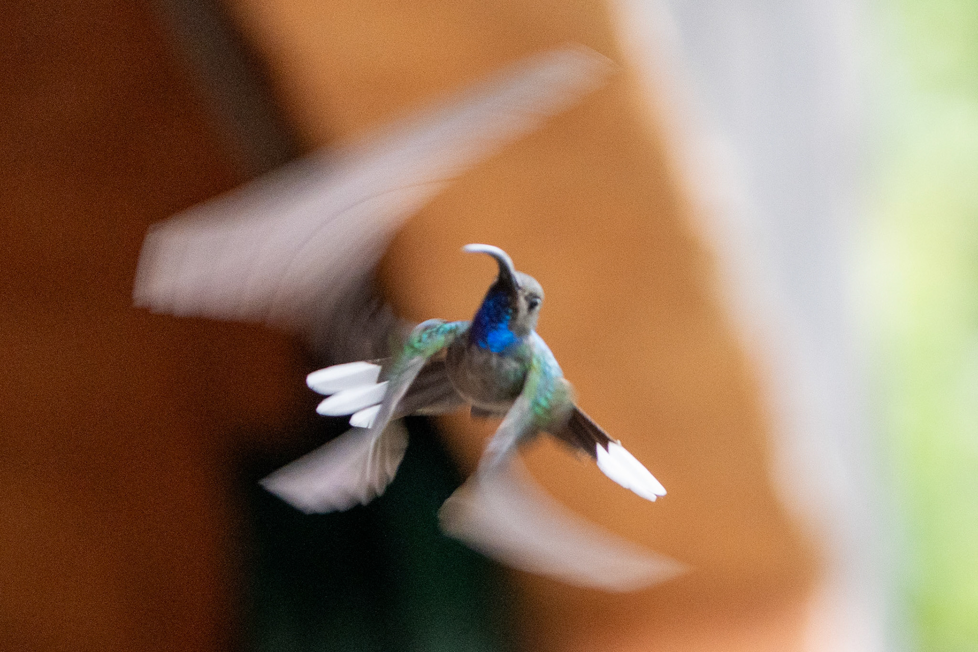 Violet Sabrewing (female)