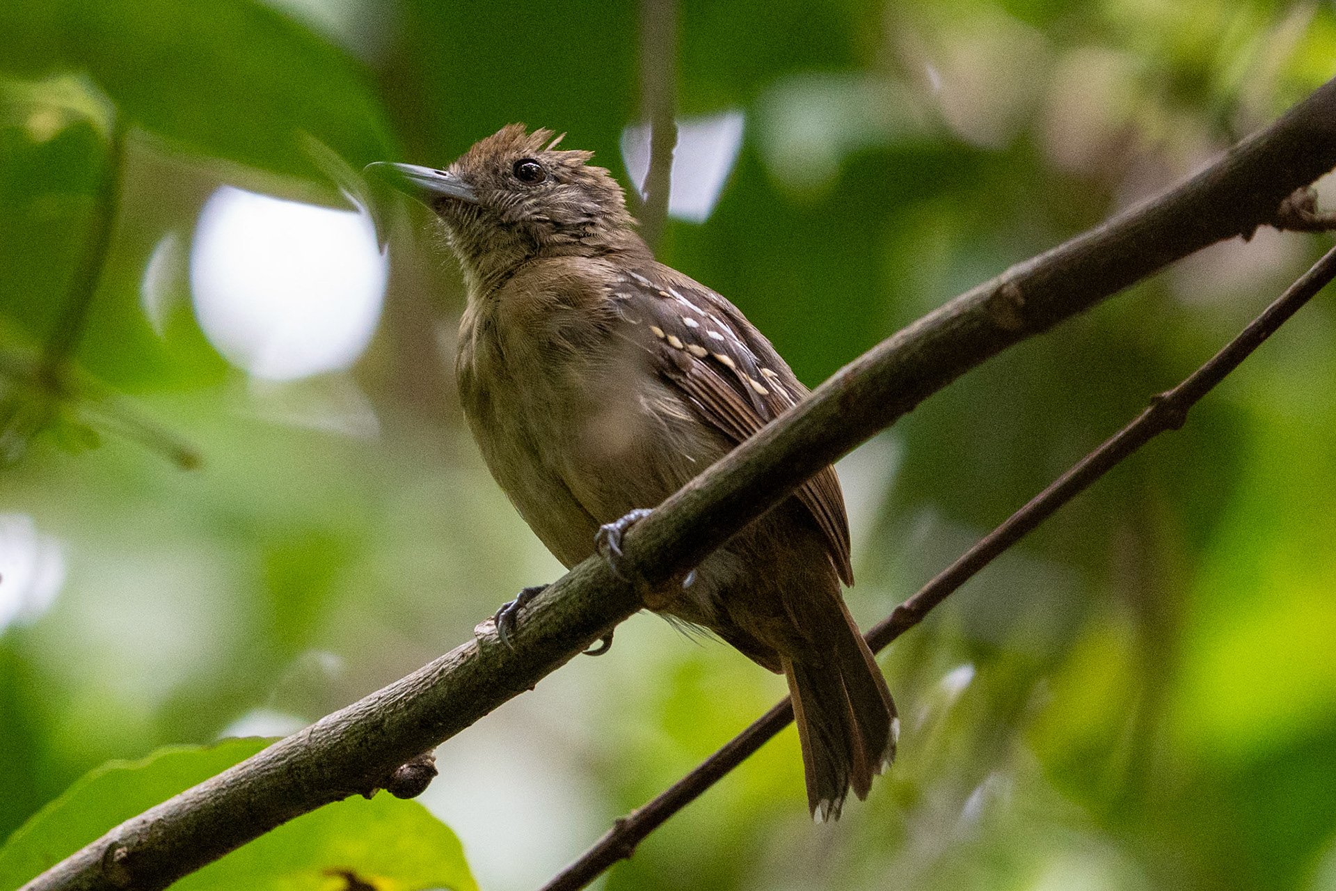 Black-crowned Antshrike