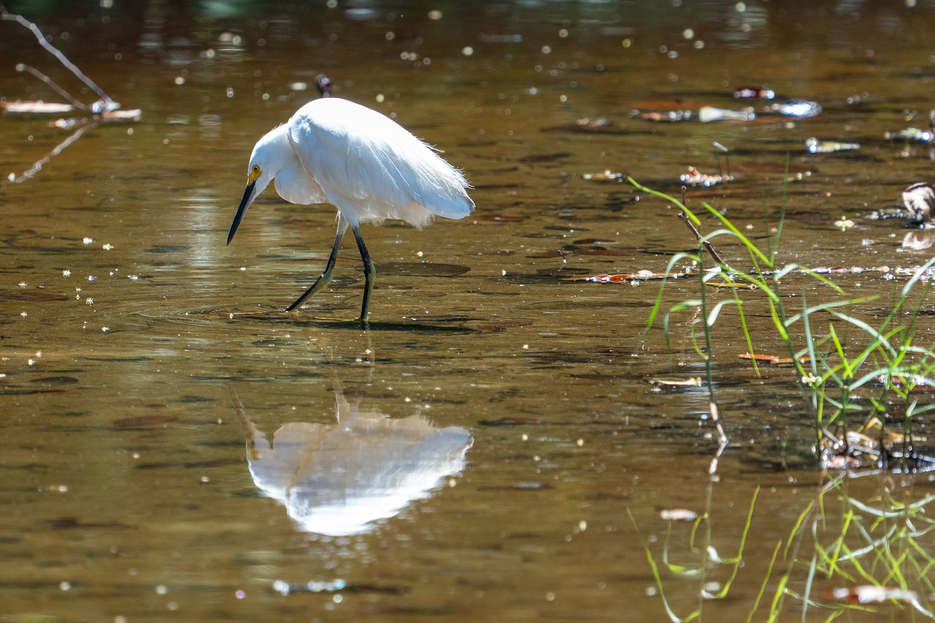 Snowy Egret