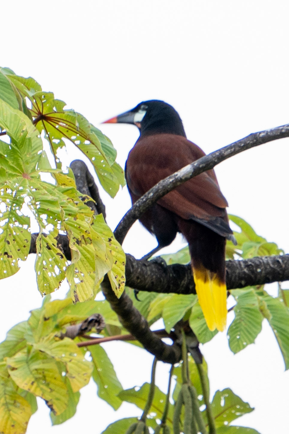 Montezuma Oropendola