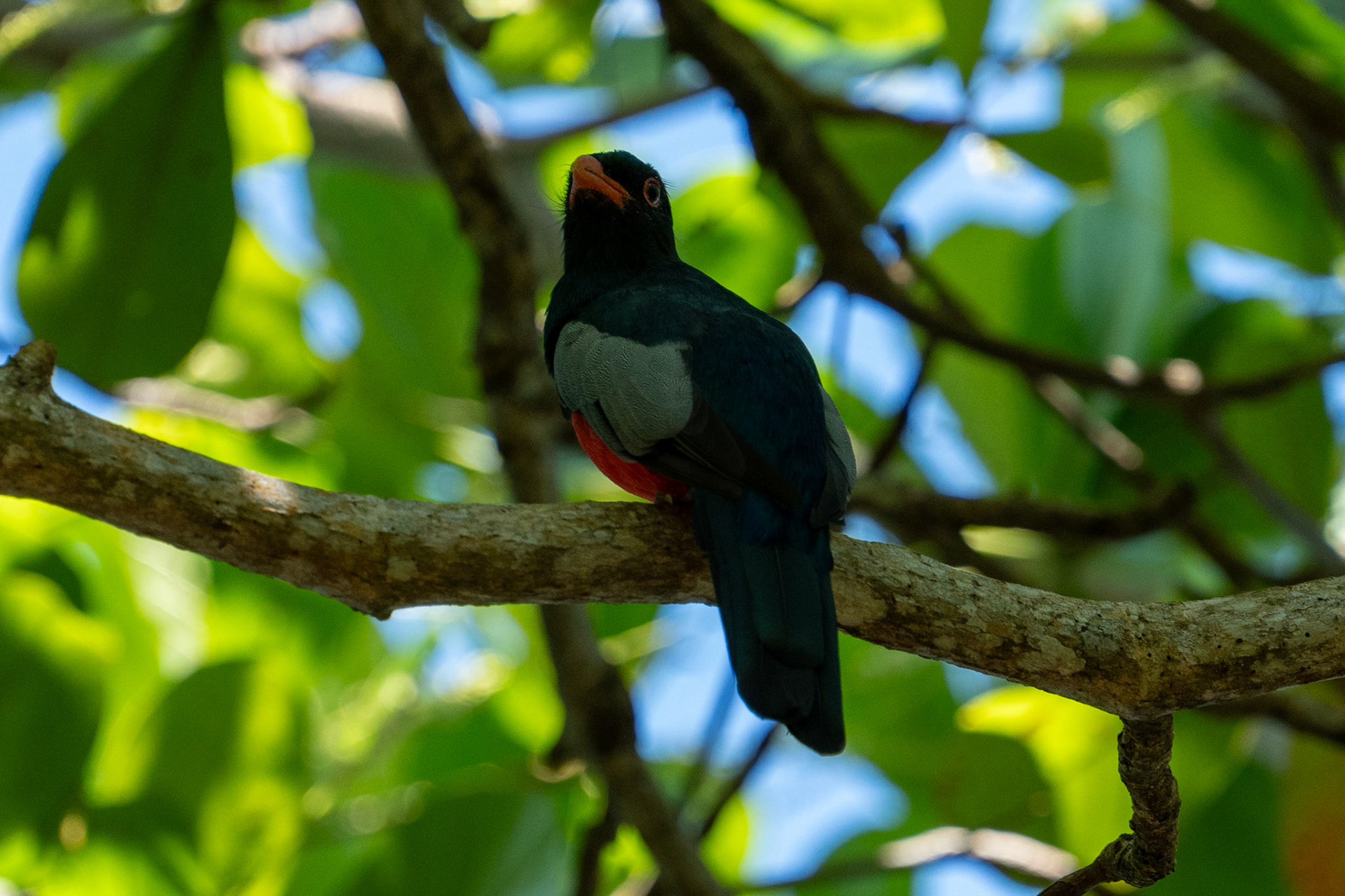 Slaty-tailed Trogon