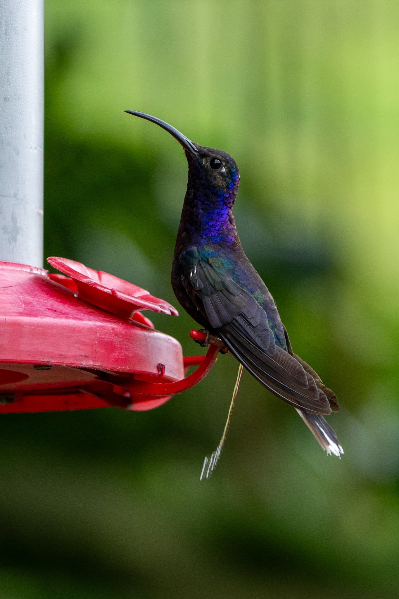 Violet Sabrewing (male)