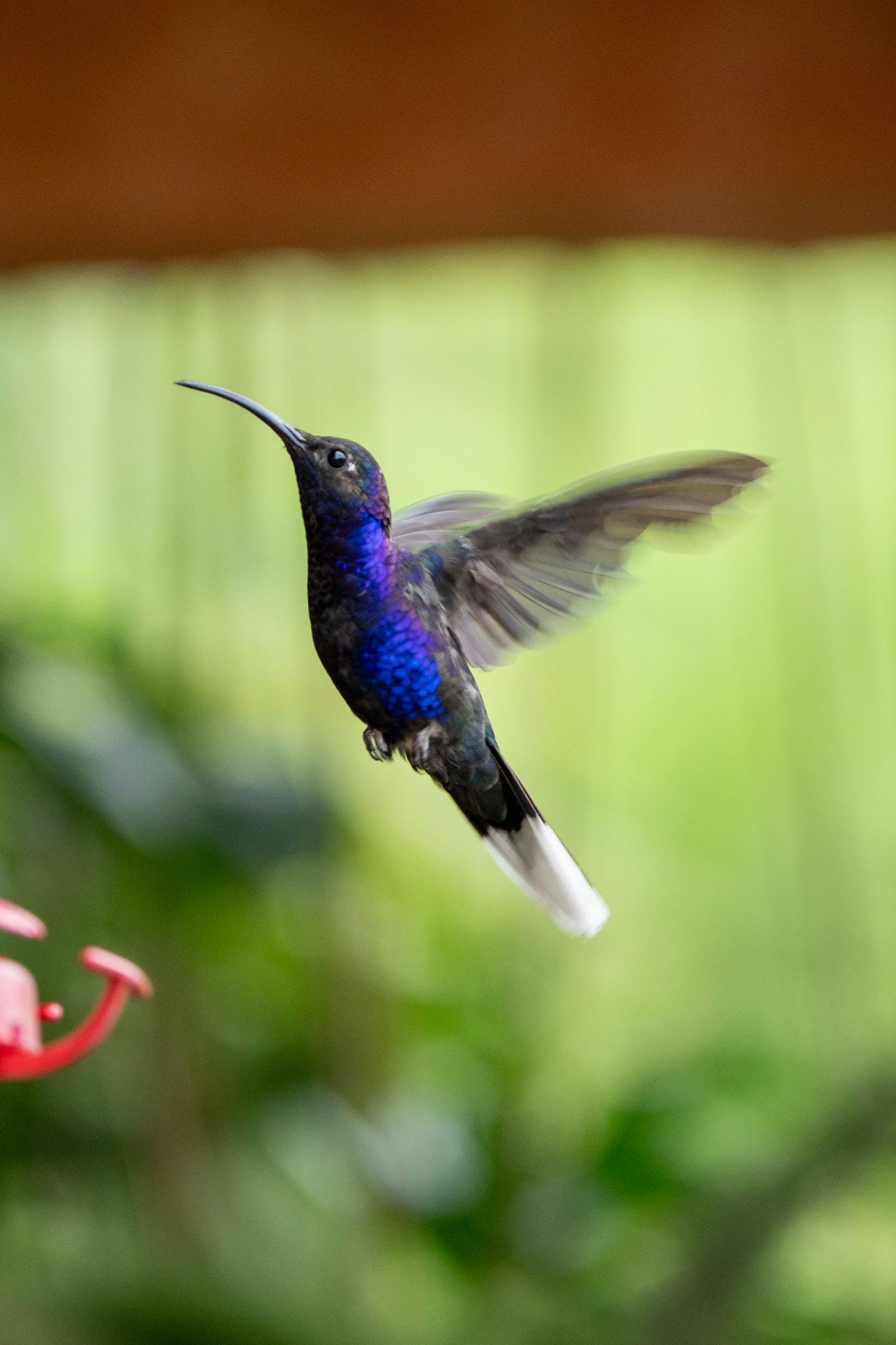 Violet Sabrewing (male)