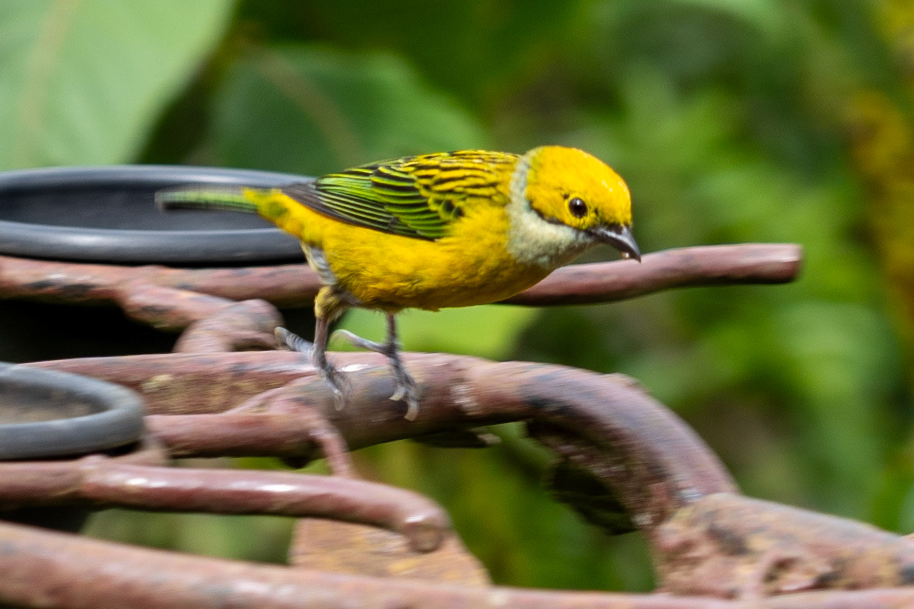 Silver-throated Tanager