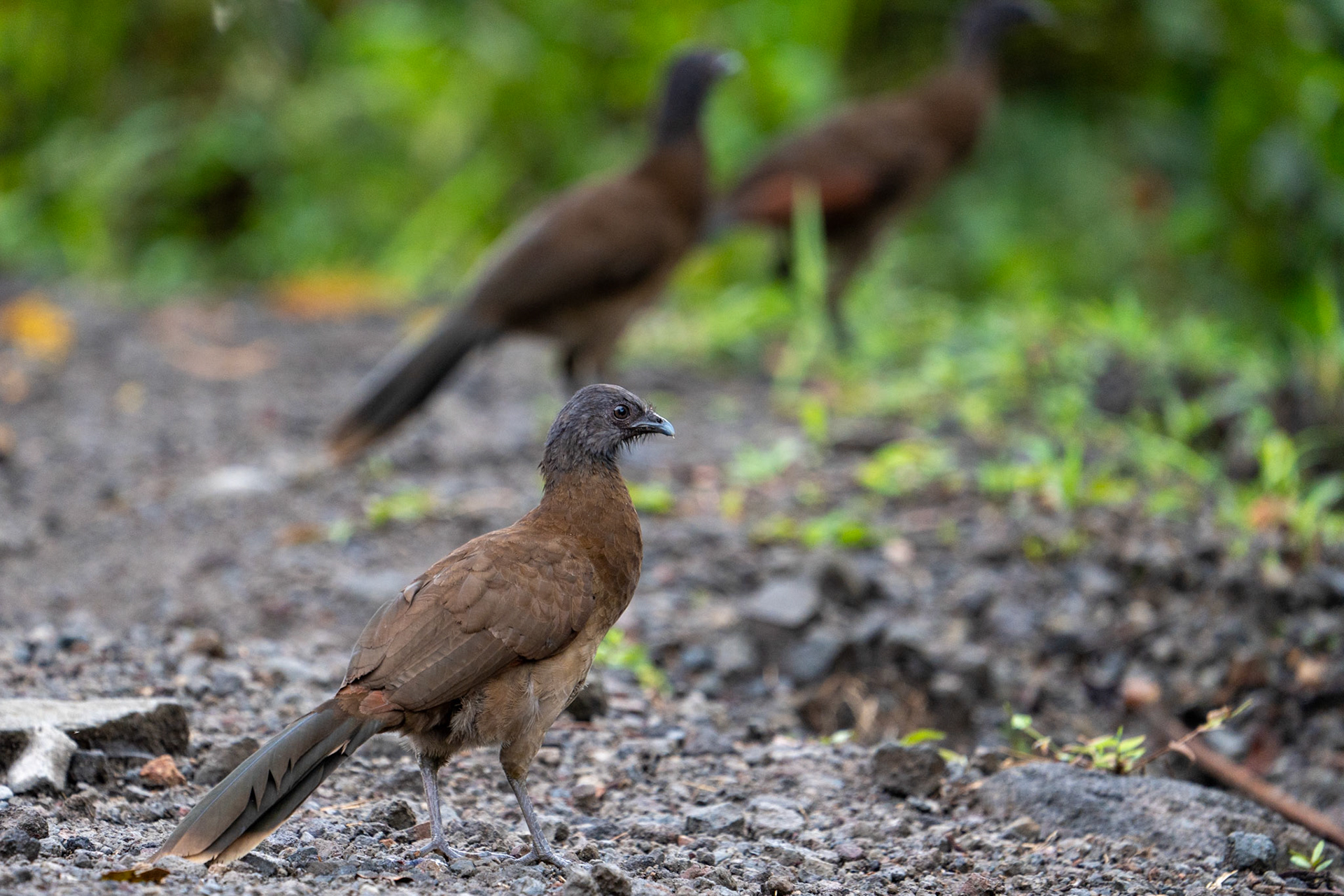 Gray-headed Chacalaca