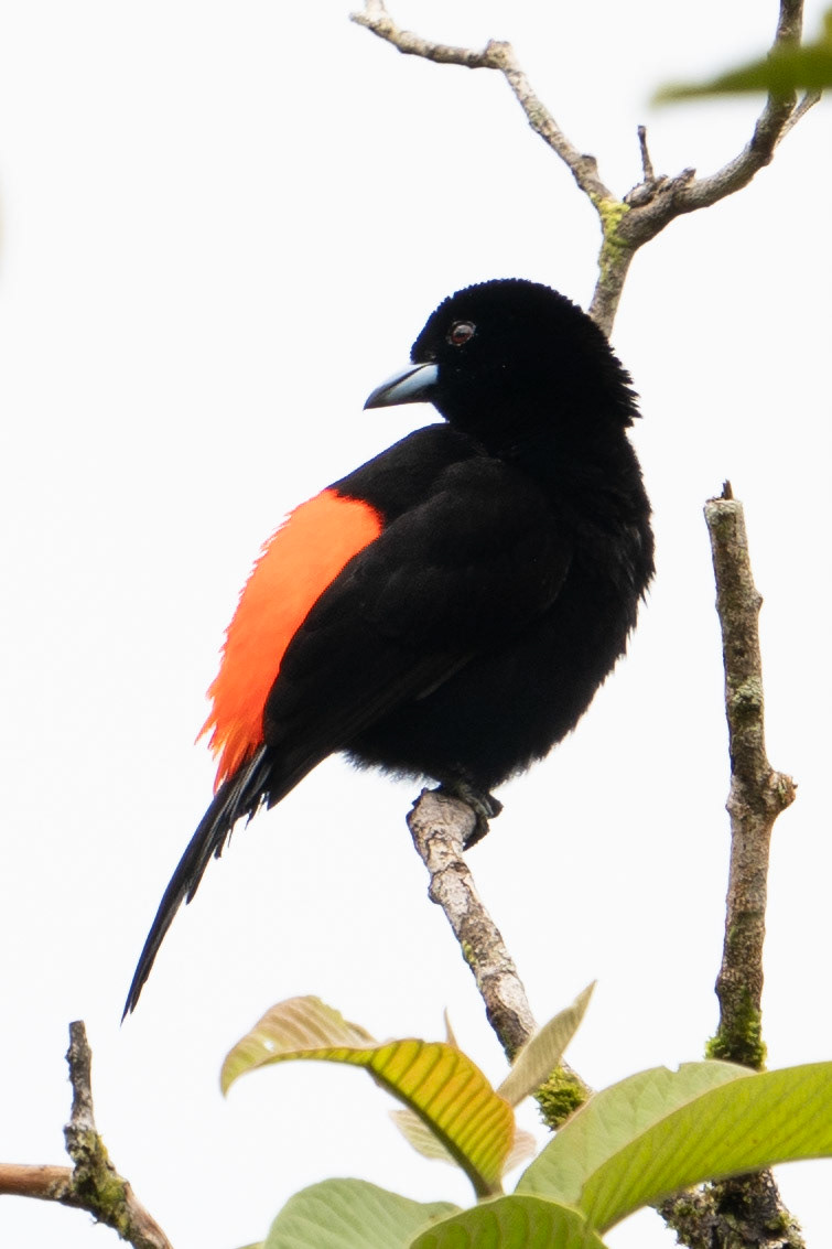 Scarlet-rumped Tanager (male)