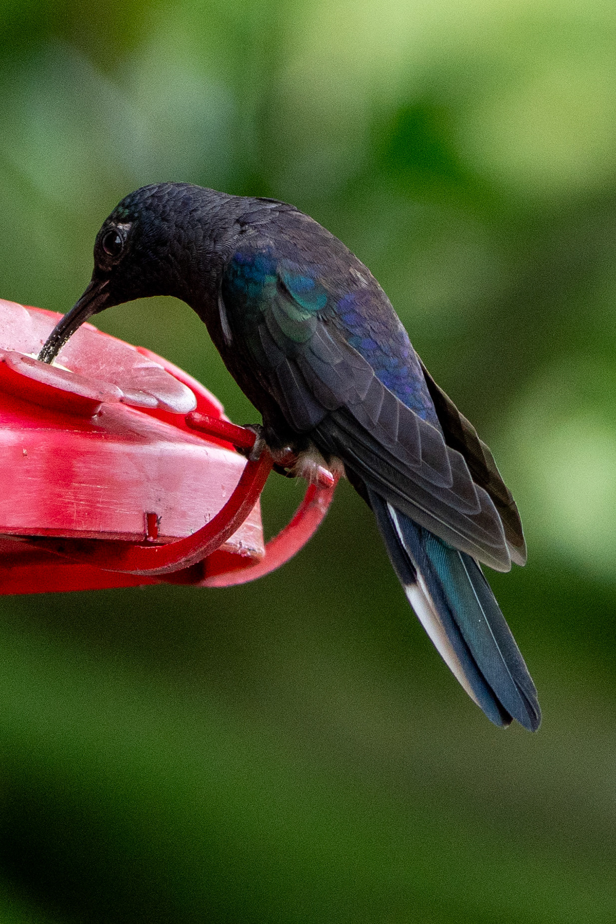 Violet Sabrewing (male)