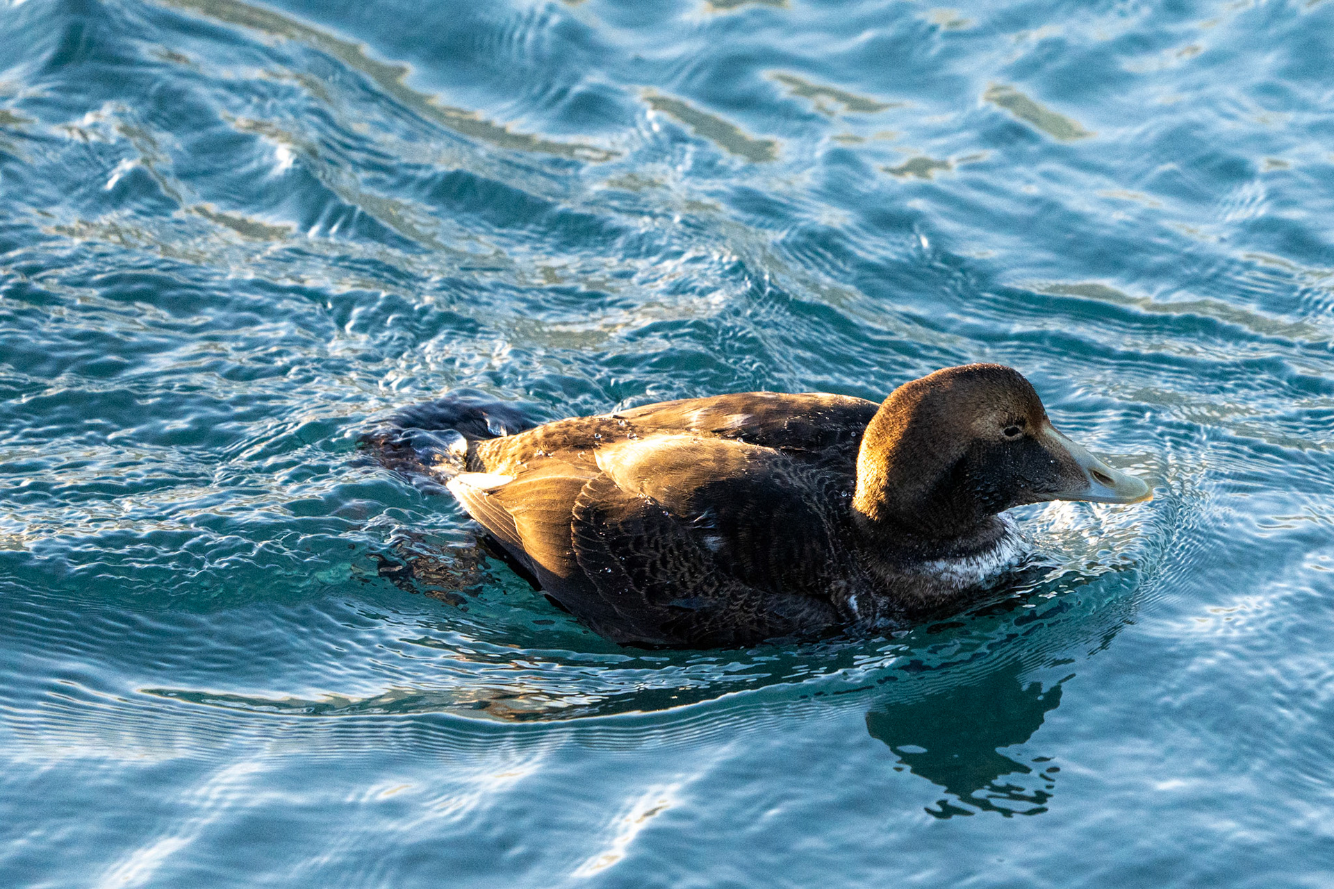 Common Eider