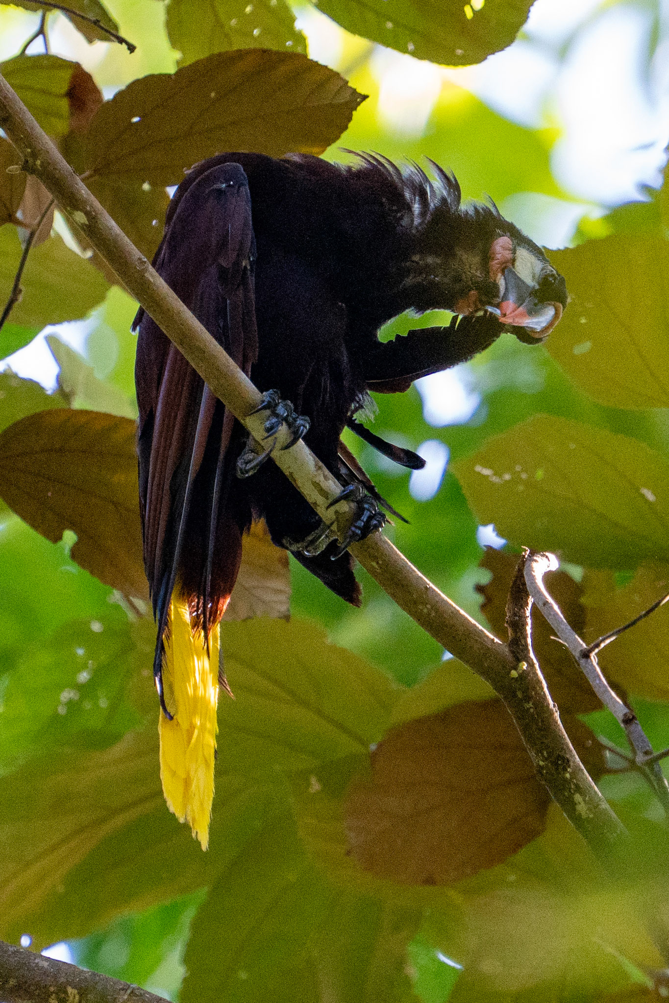 Montezuma Oropendola