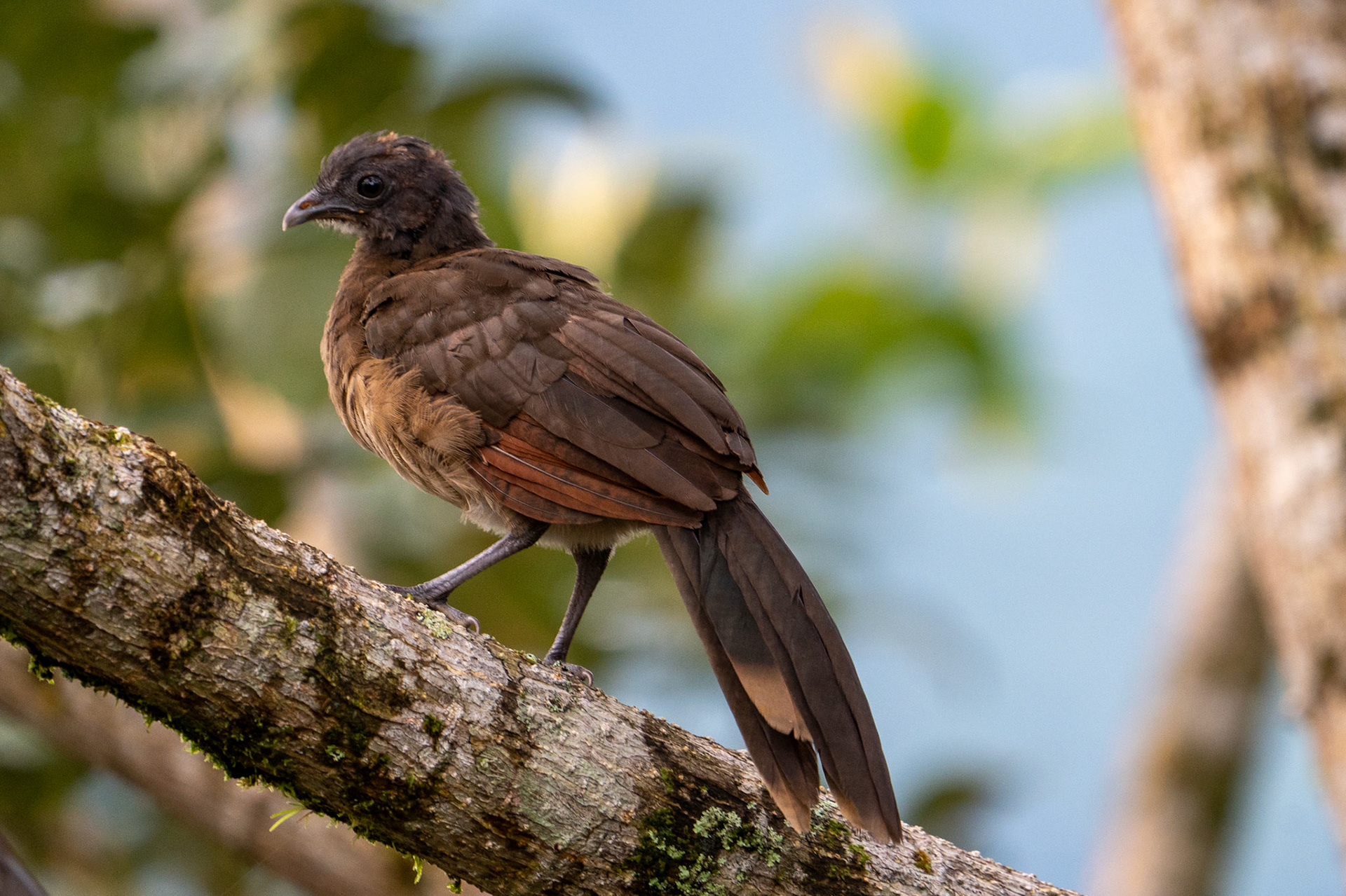 Gray-headed Chacalaca (immature)