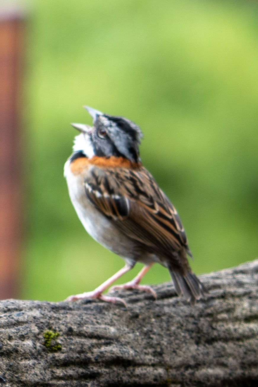 Rufous-collared Sparrow