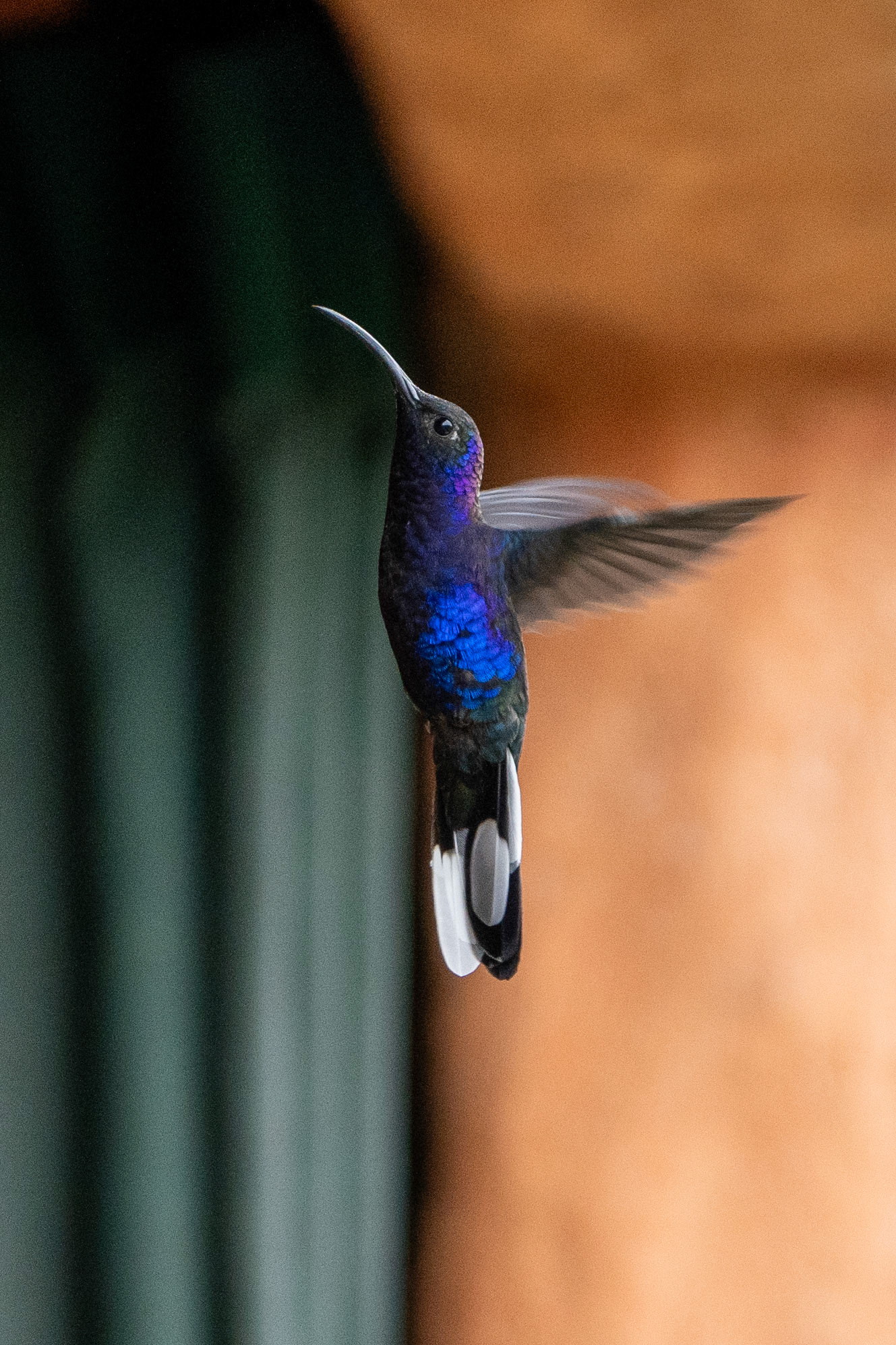 Violet Sabrewing (male)