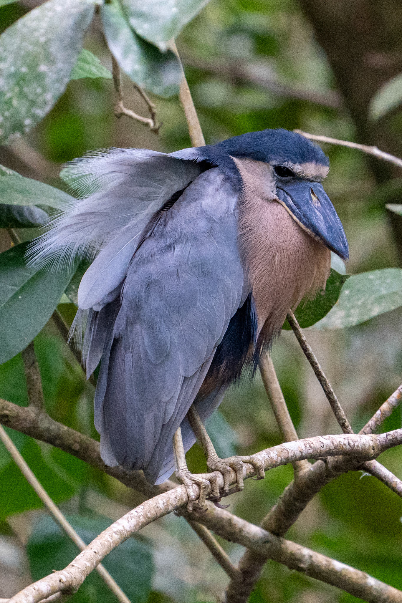 Boat-billed Heron