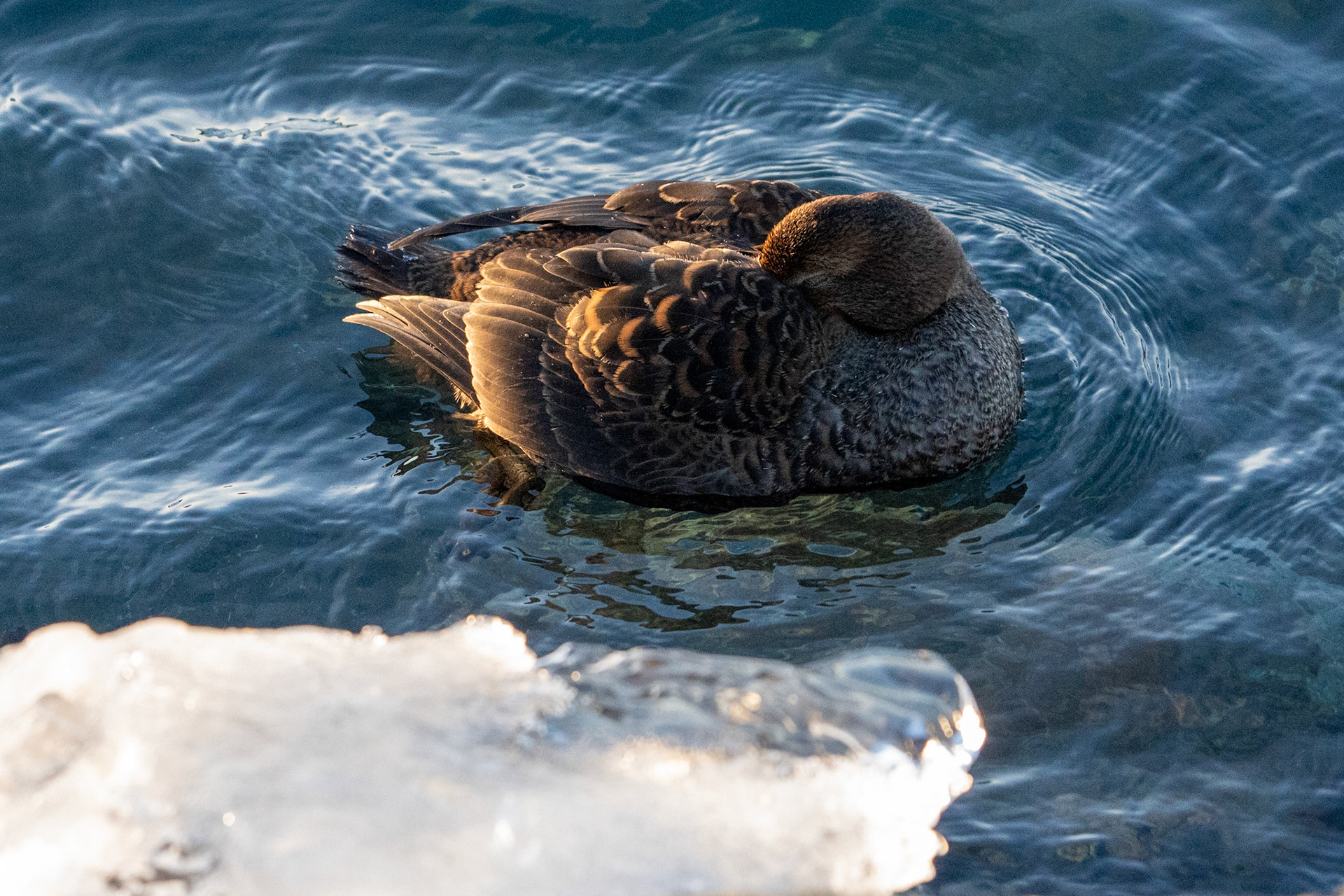 Common Eider
