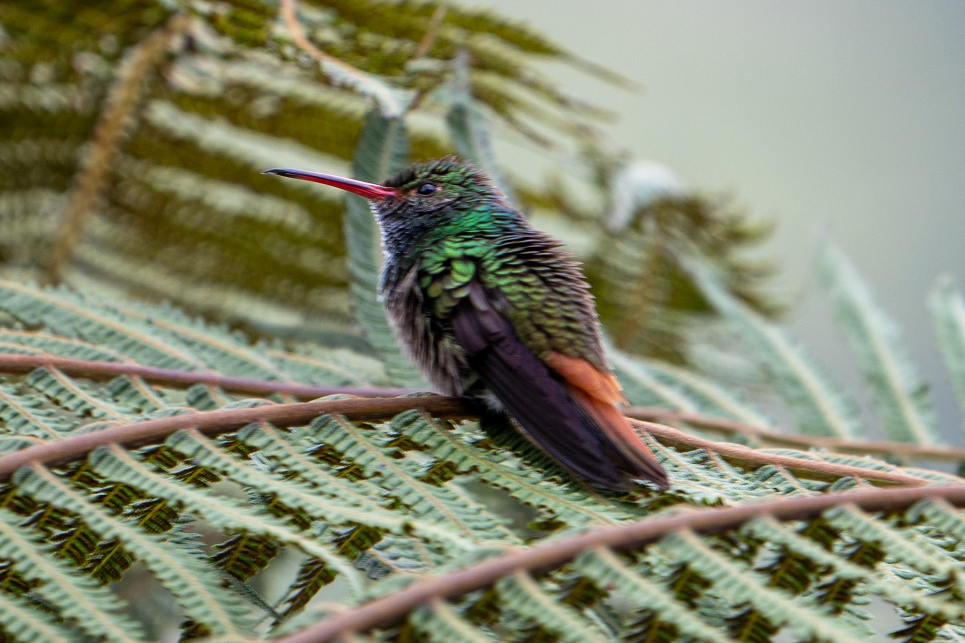 Rufous-tailed Hummingbird
