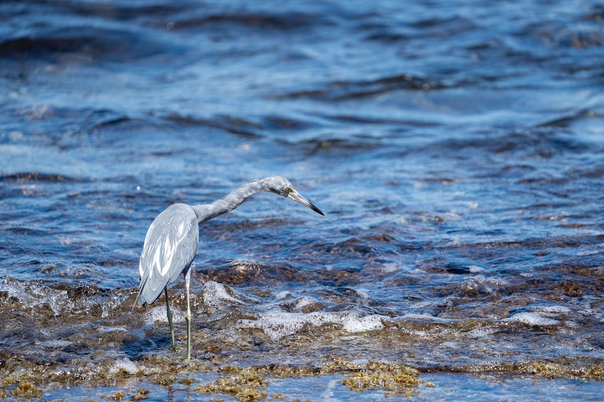 Little Blue Heron