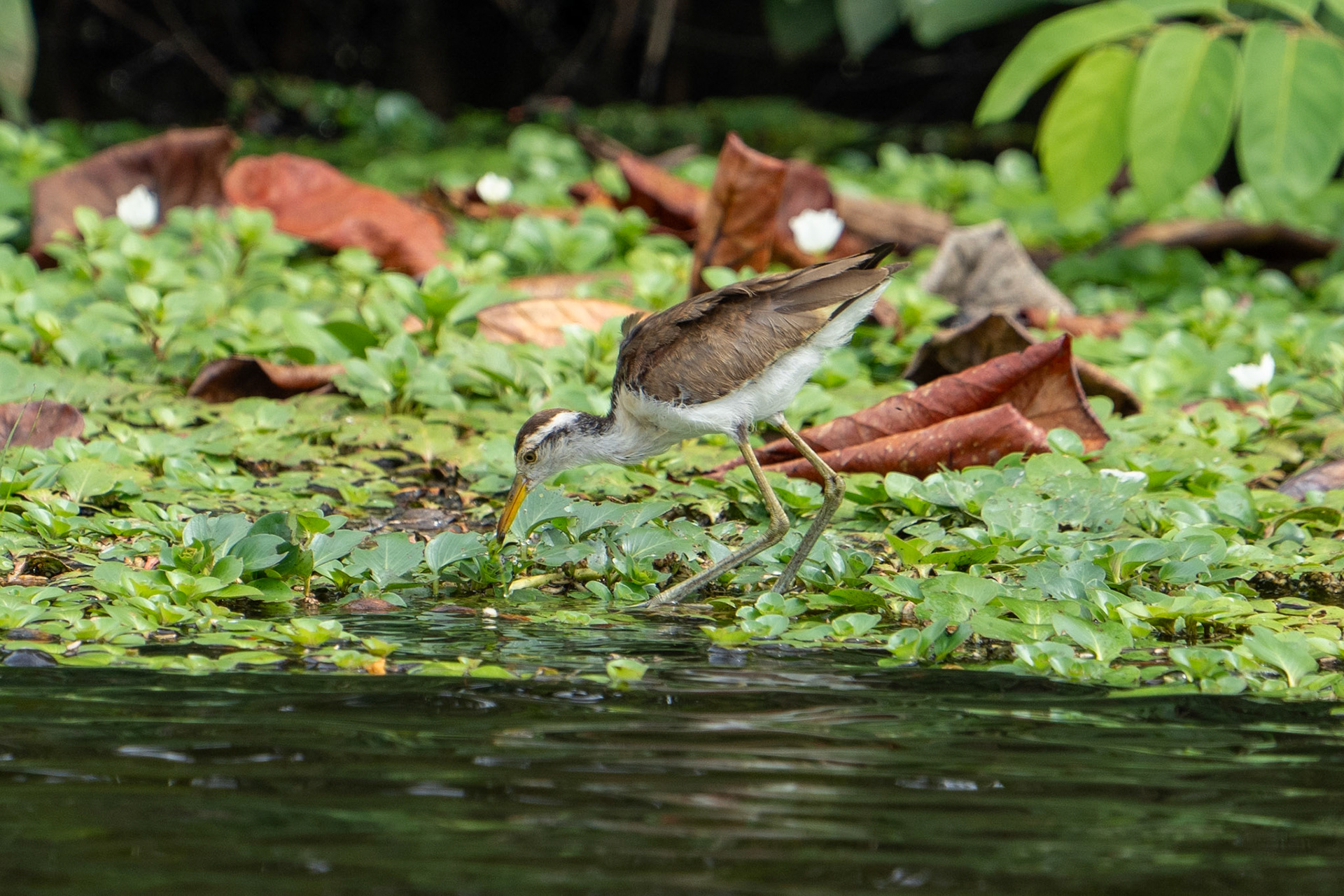 Northern Jacana (juvenile)