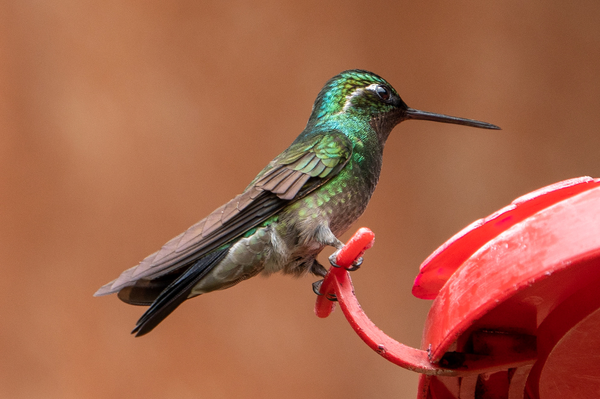 Purple-Throated Mountain Gem