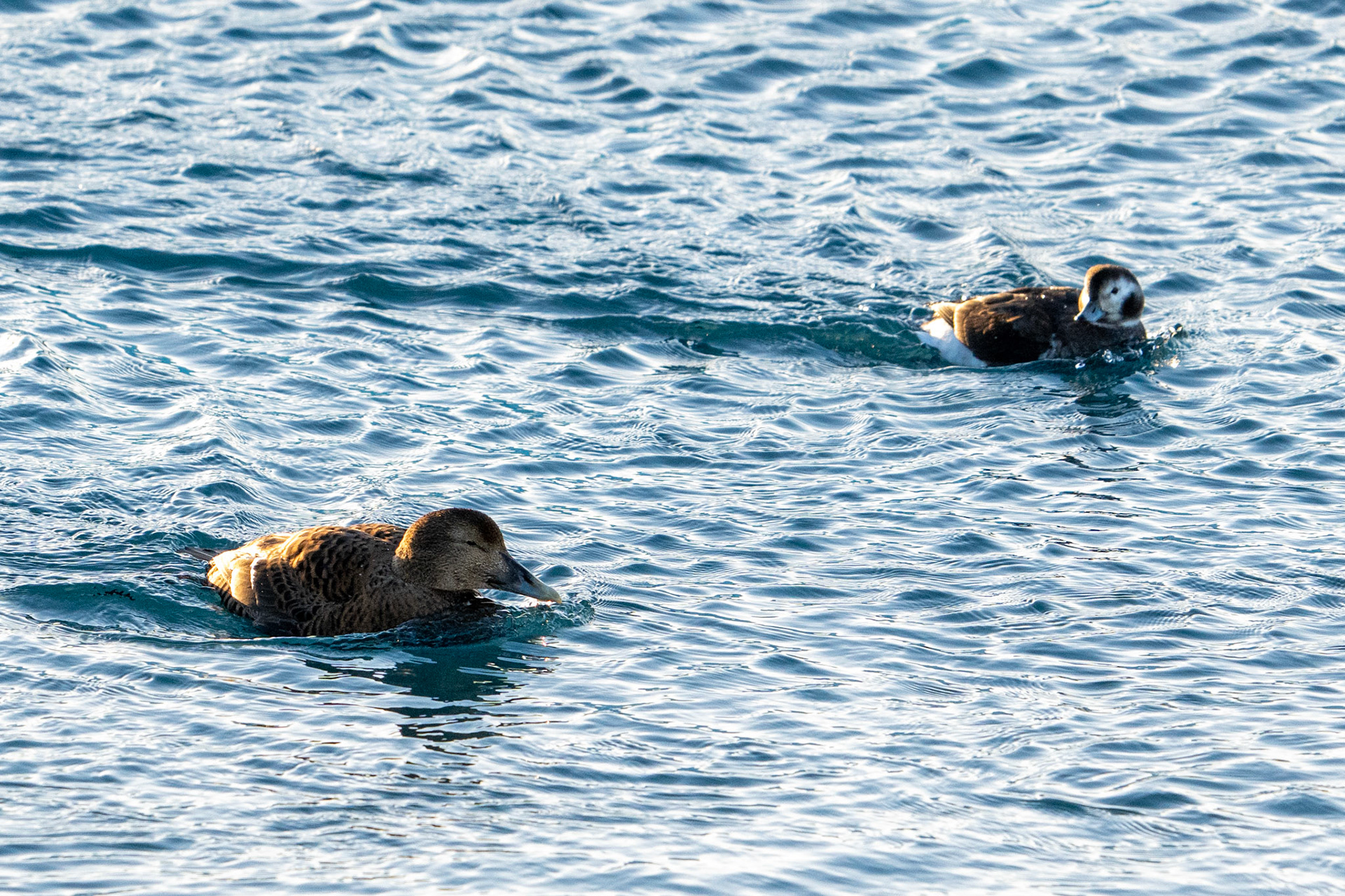 Common Eider &amp; Long-tailed Duck
