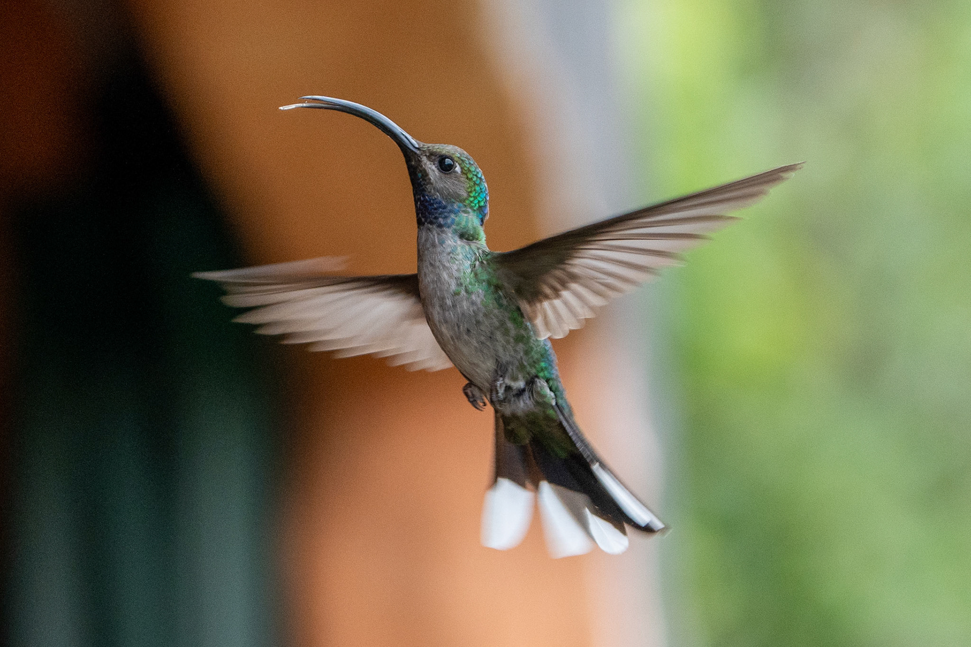 Violet Sabrewing (female)