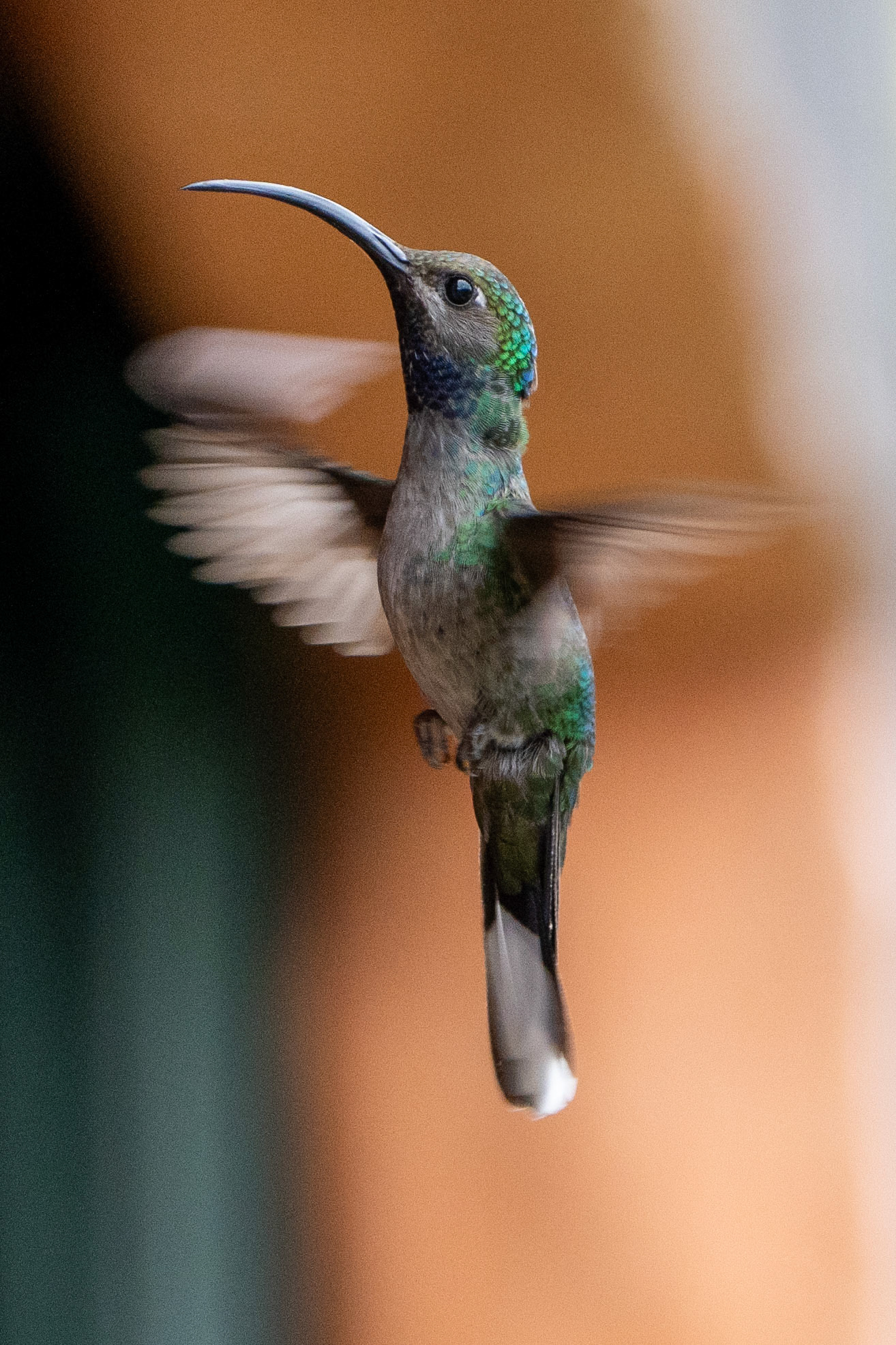 Violet Sabrewing (female)