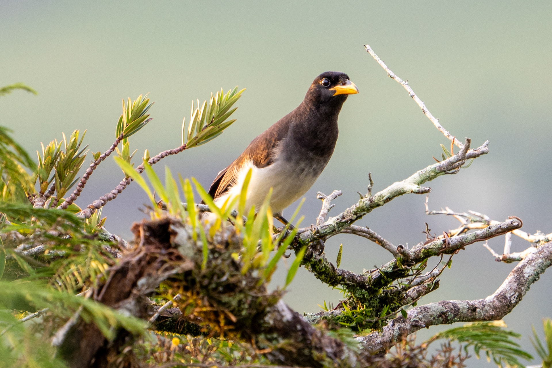 Brown Jay (immature)