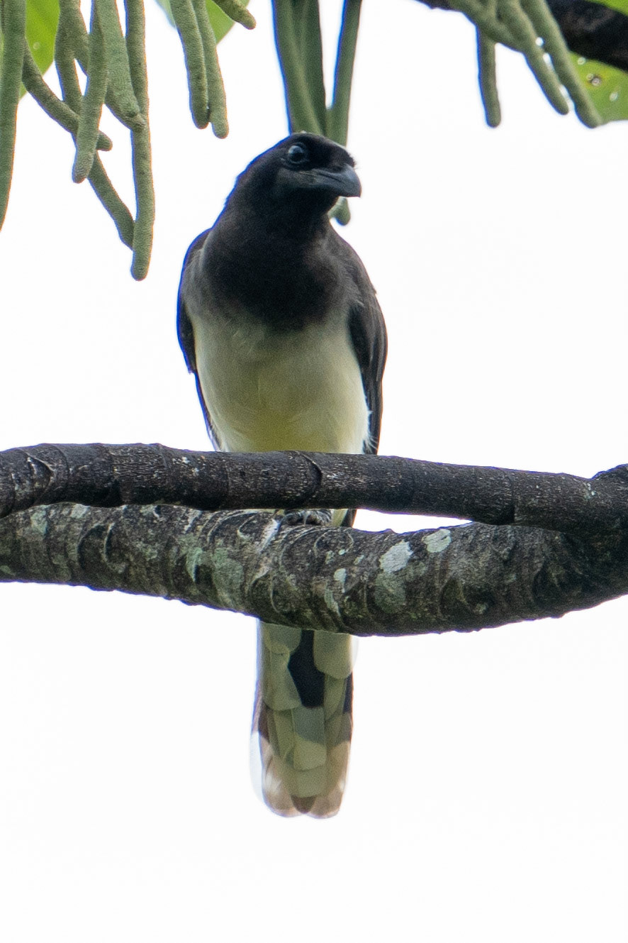 Brown Jay