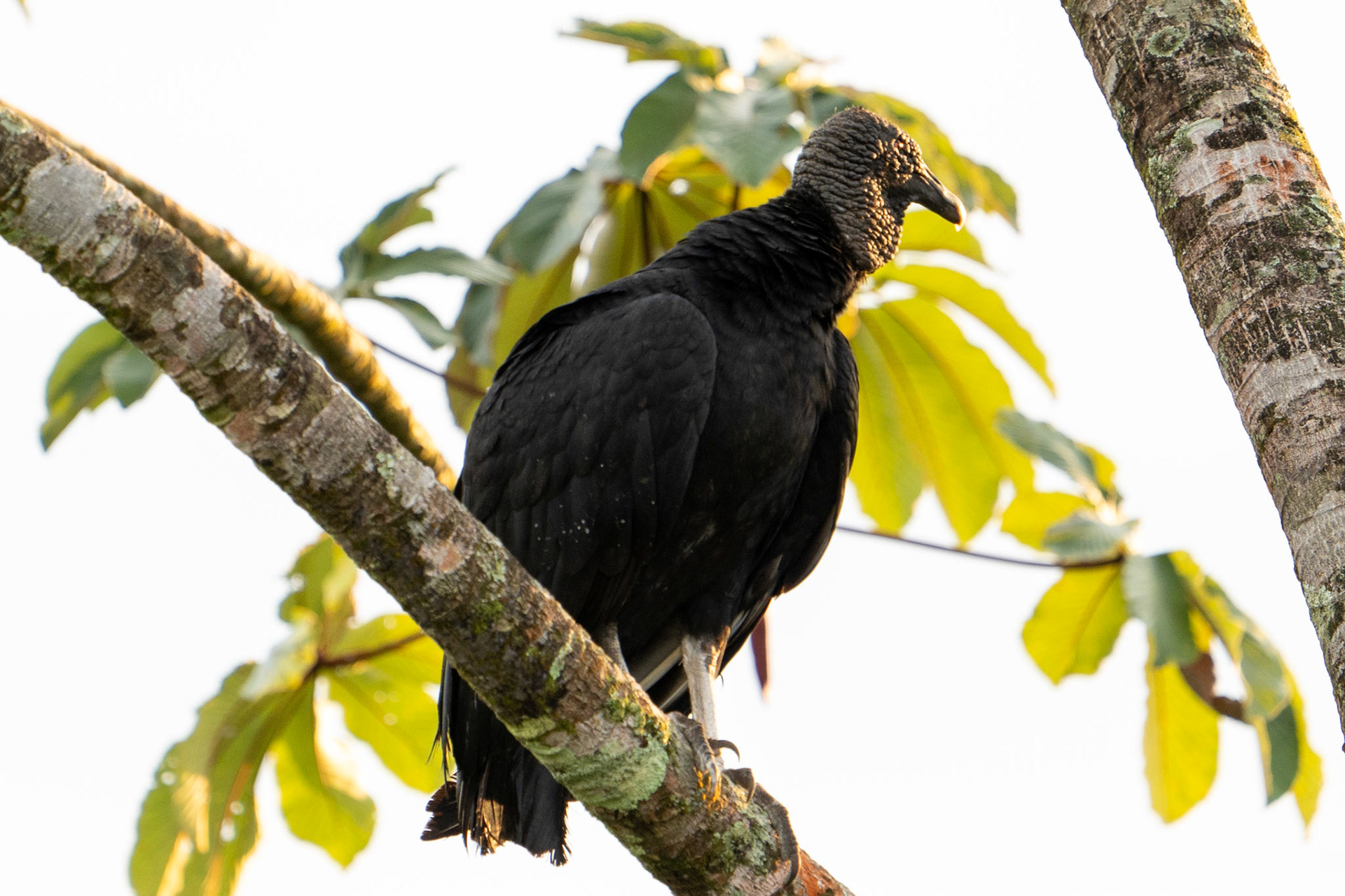 Black Vulture
