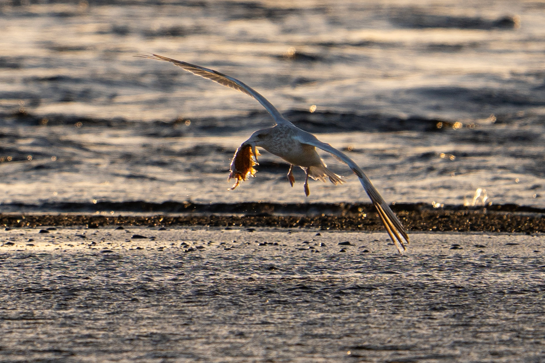 Iceland Gull
