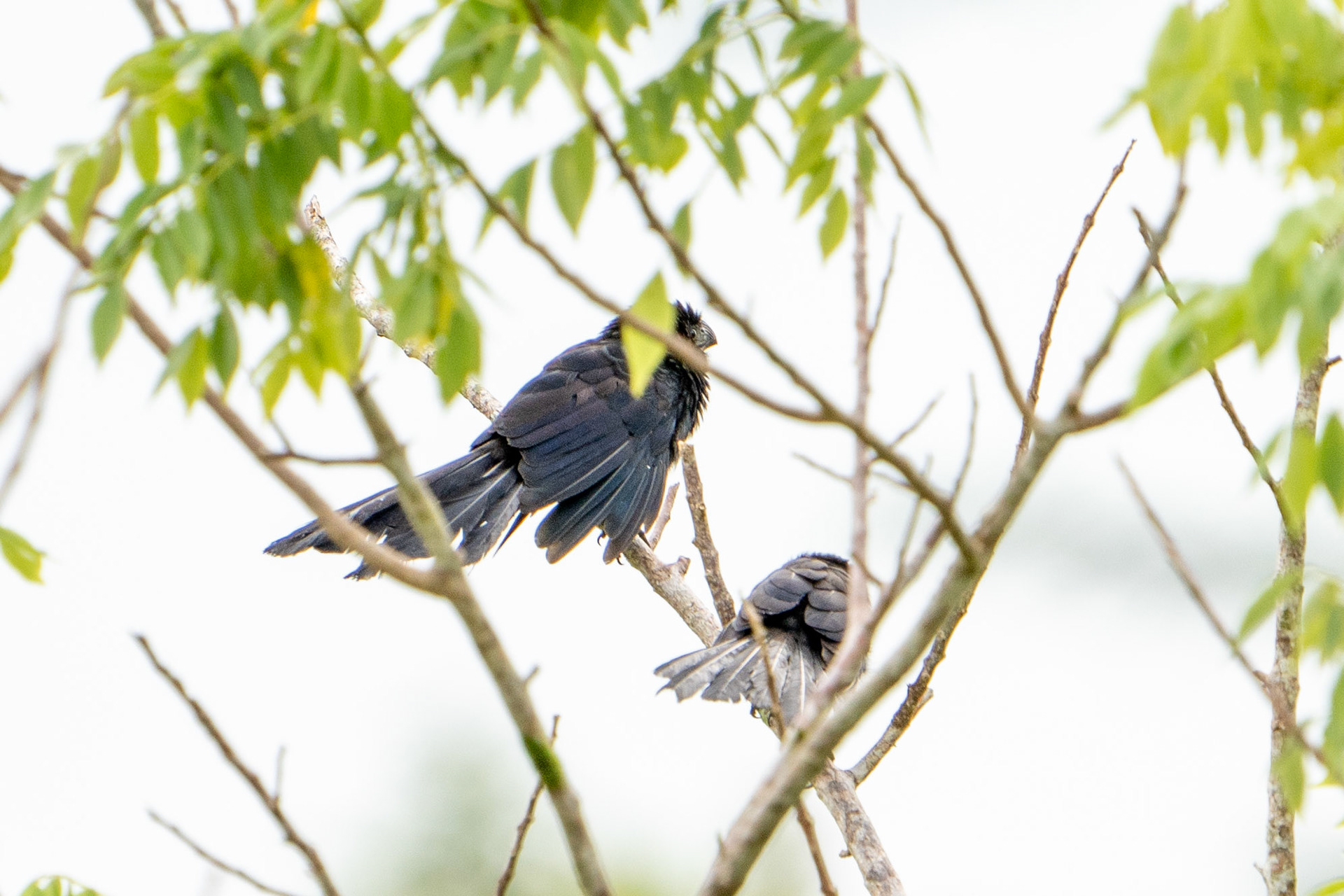 Groove-billed Ani