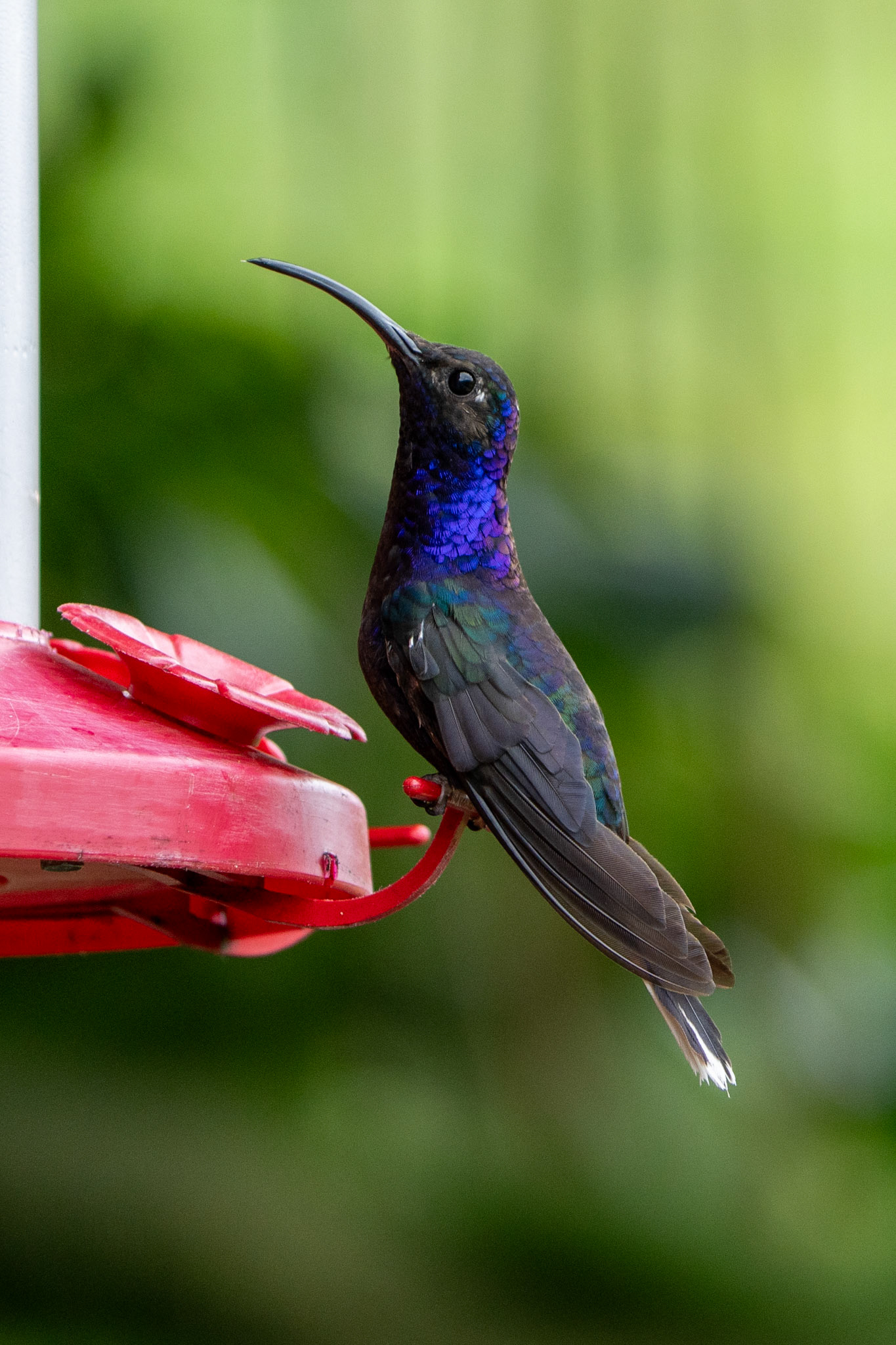 Violet Sabrewing (male)