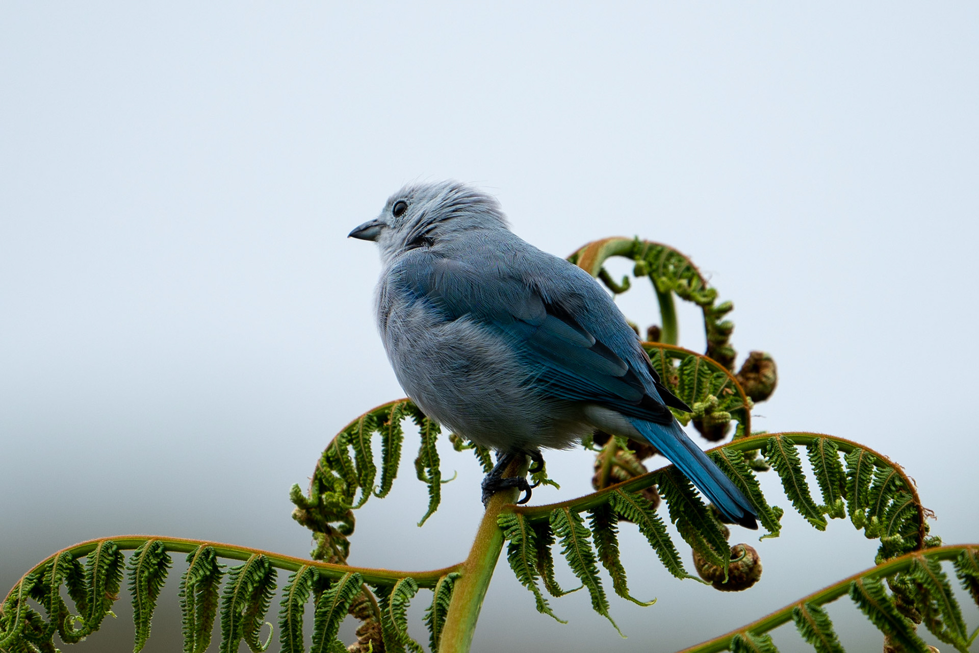 Blue-gray Tanager