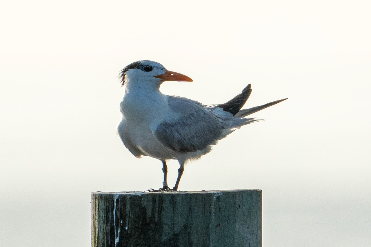 Royal Tern