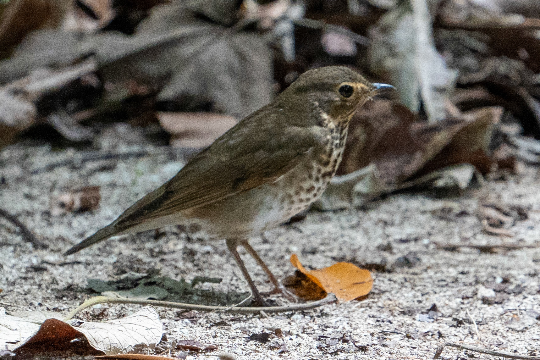 Swainson's Thrush