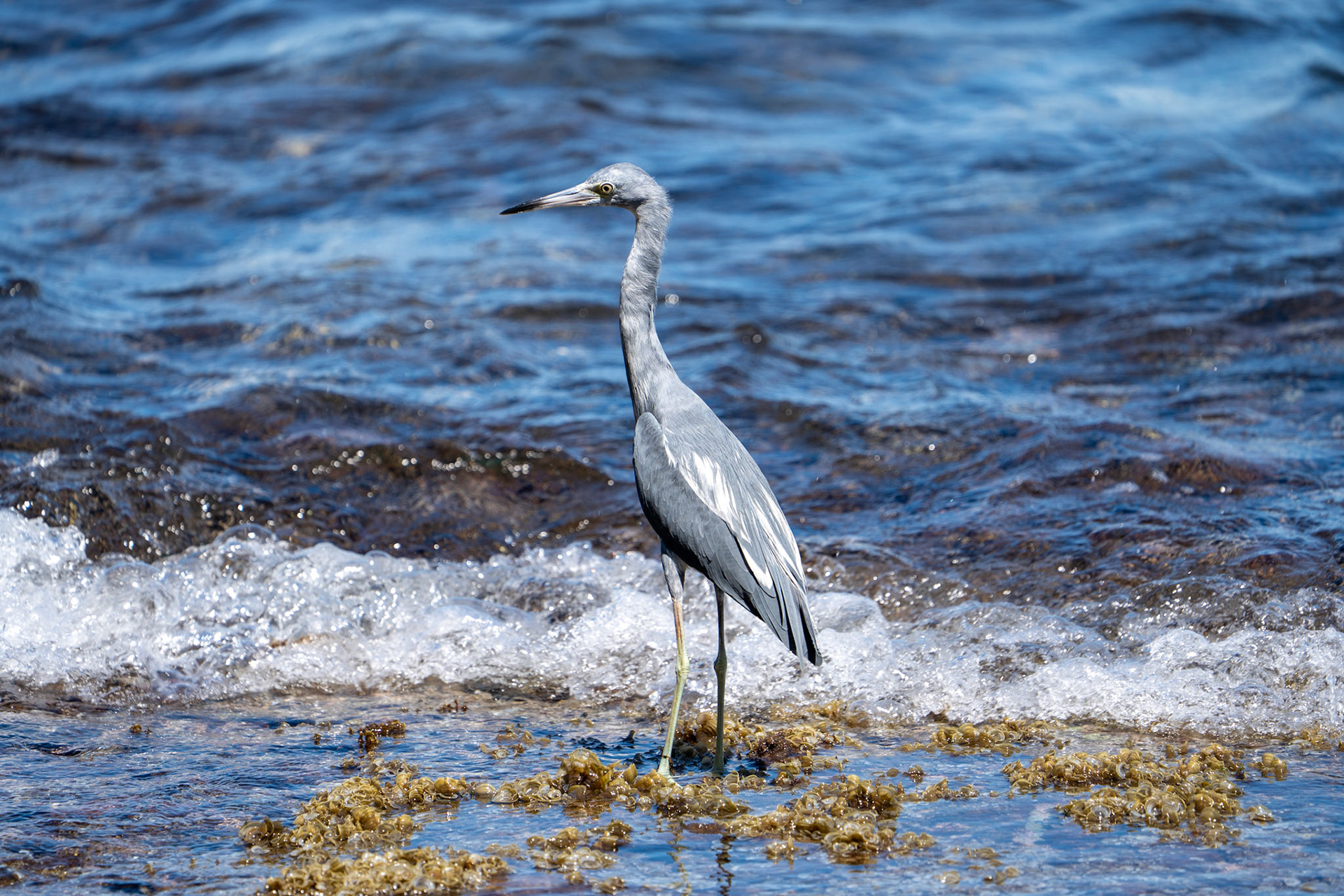 Little Blue Heron