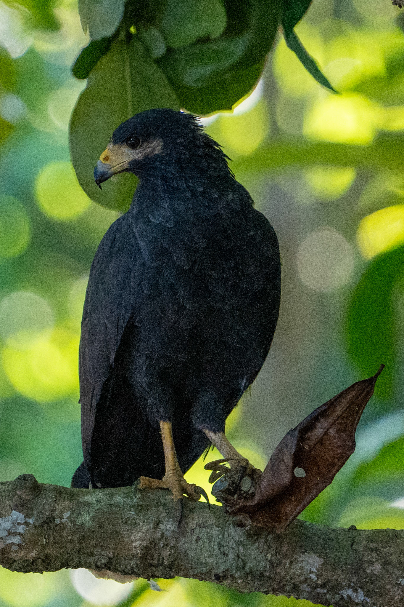 Common Black Hawk
