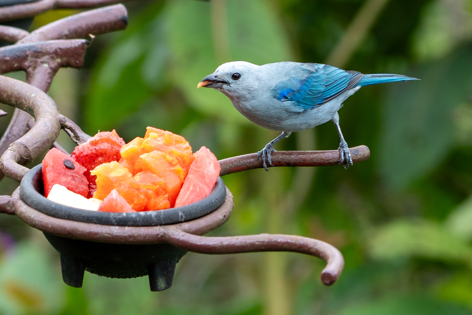 Blue-gray Tanager