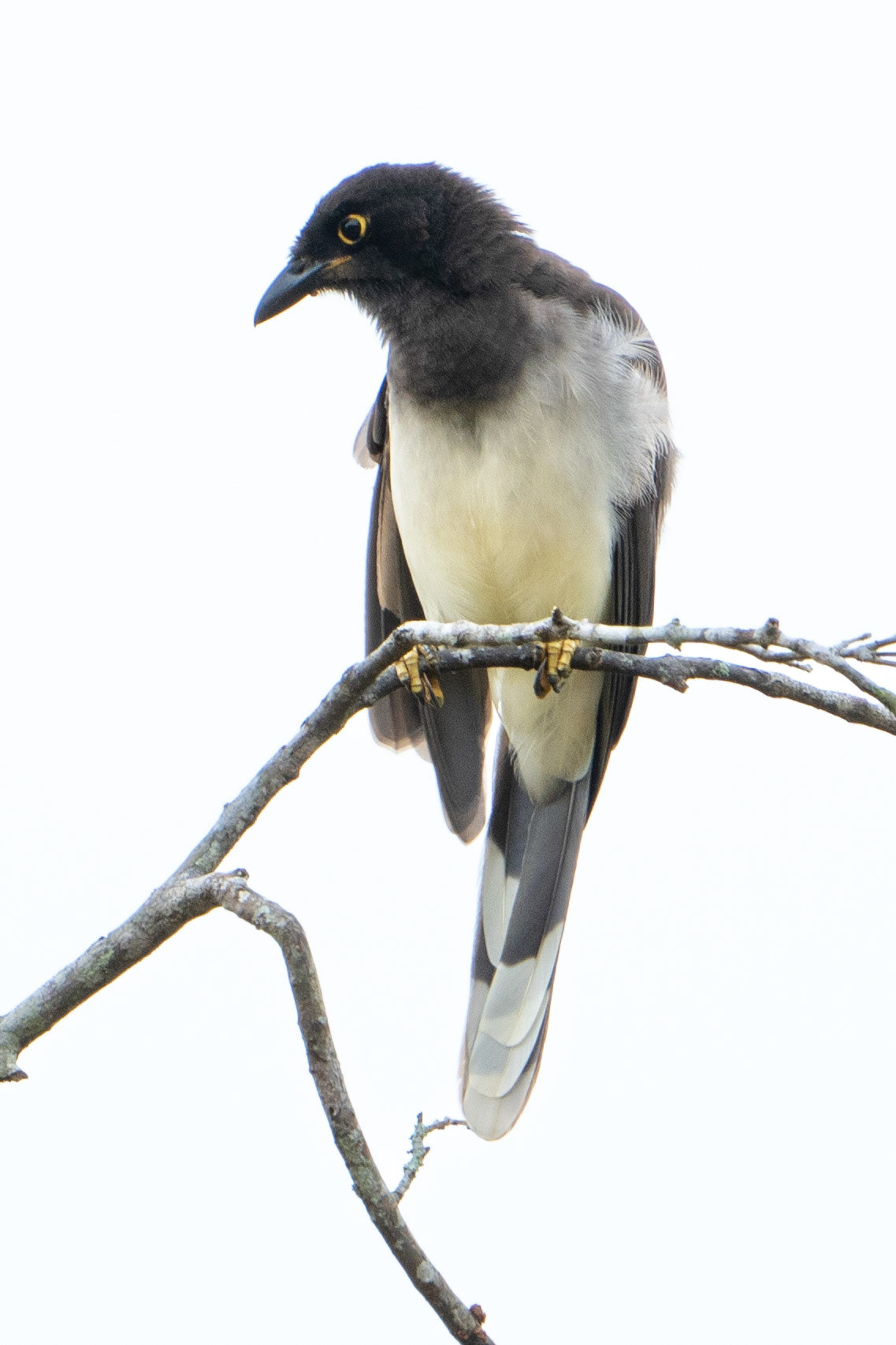 Brown Jay (immature)