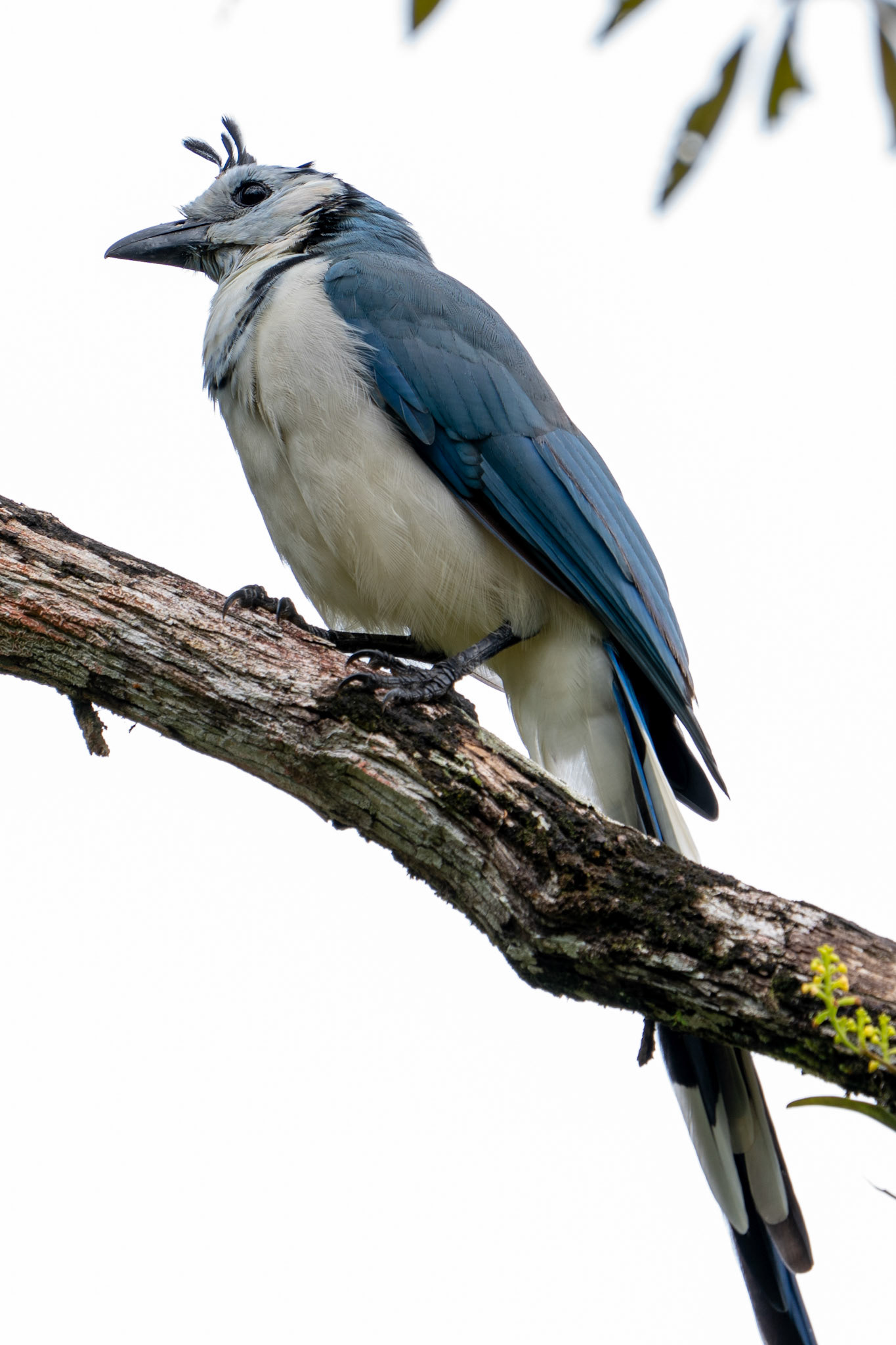 White-throated Magpie-jay