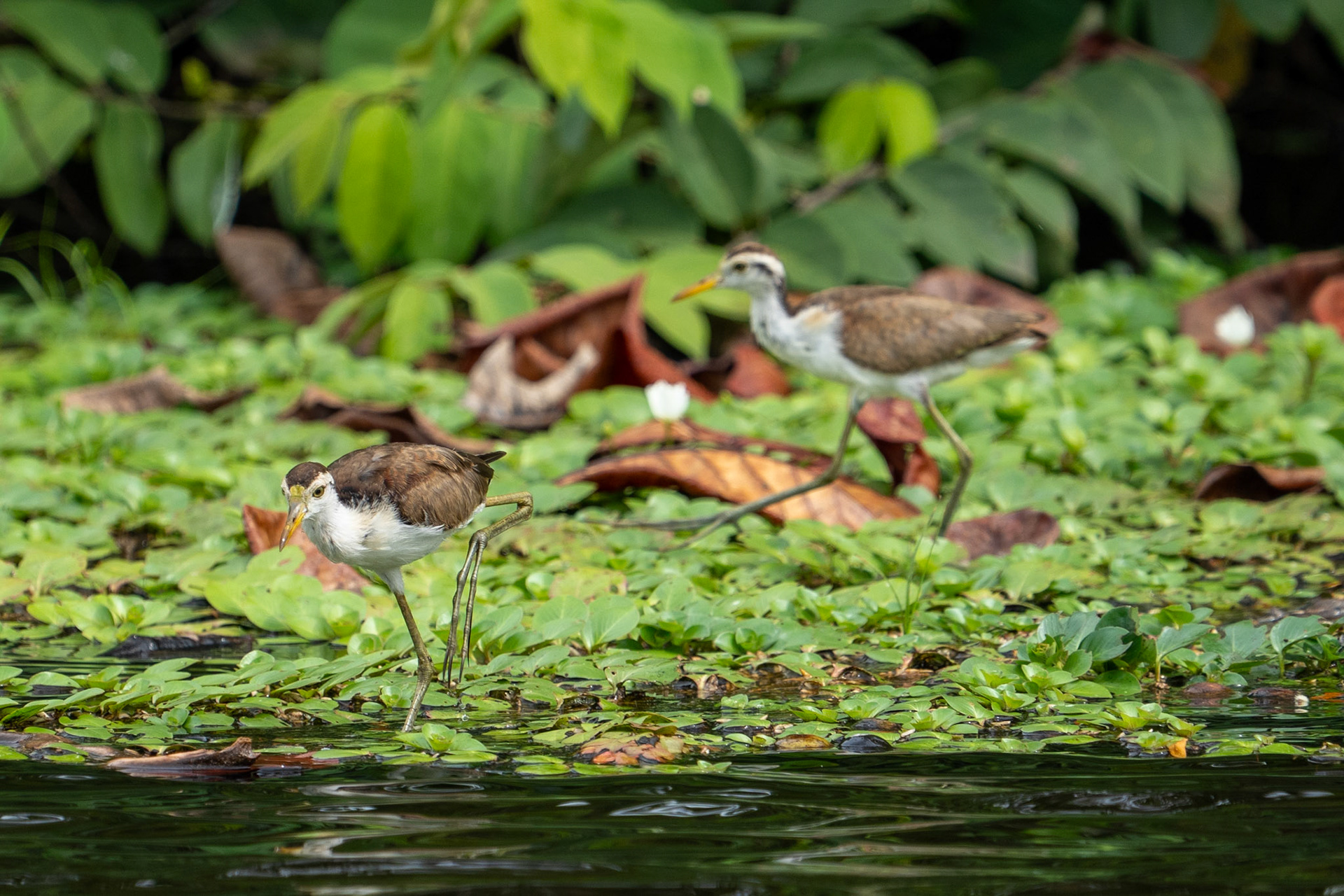 Northern Jacana (juvenile)