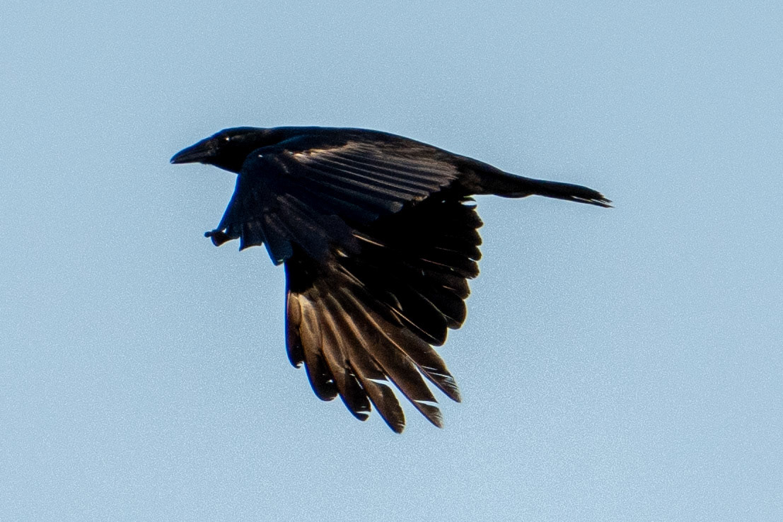 Fish Crow