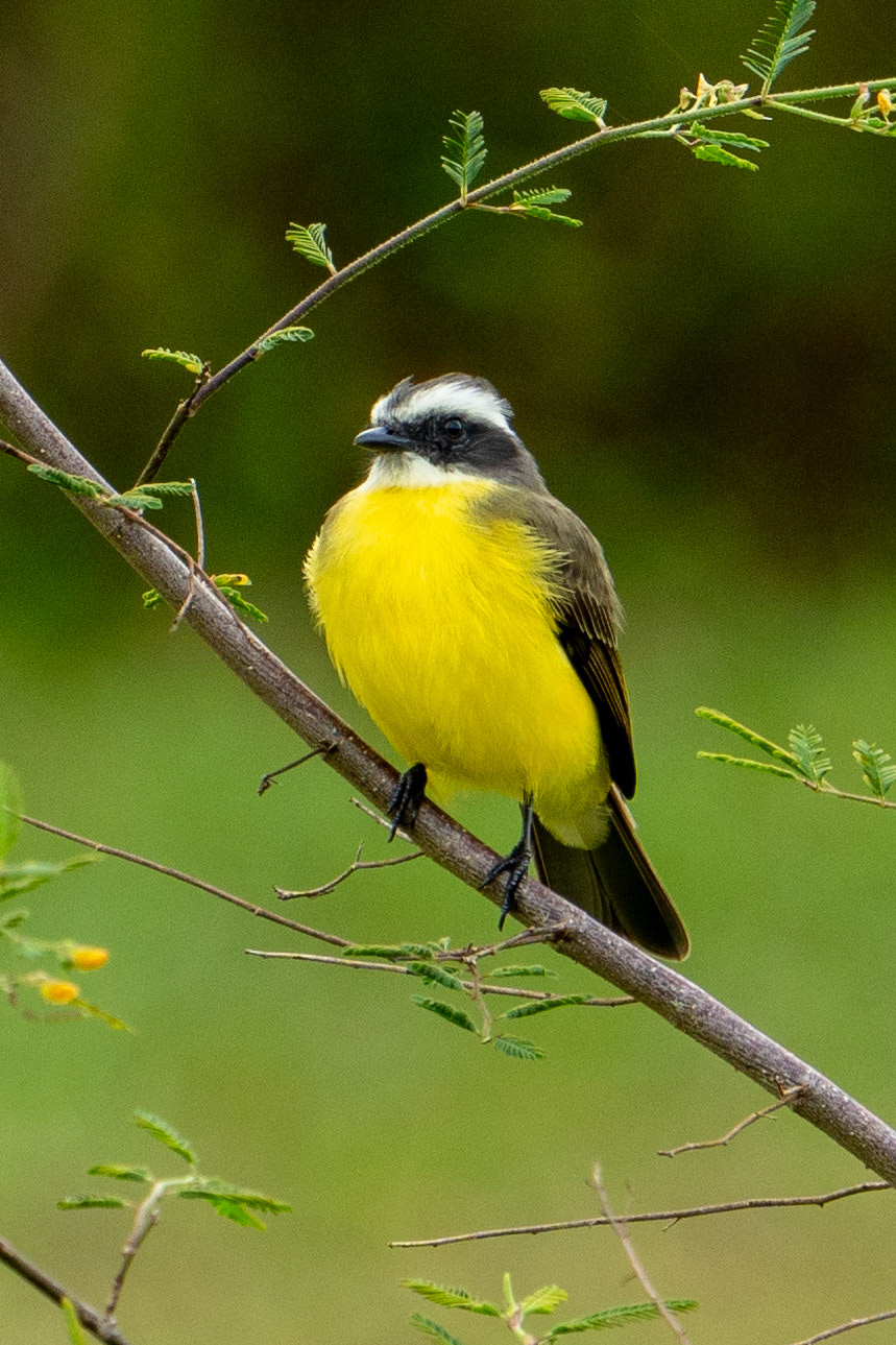 Social Flycatcher