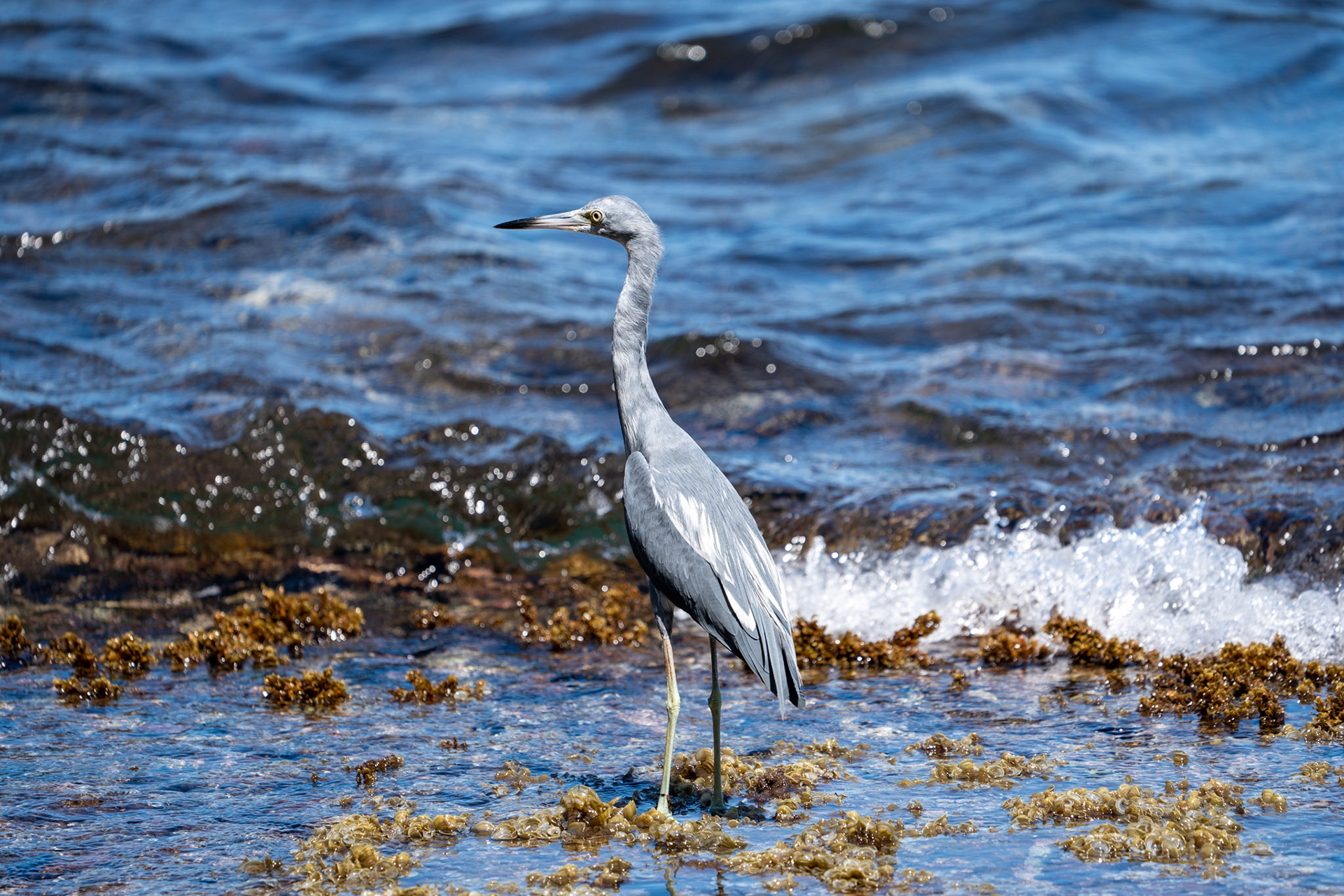 Little Blue Heron