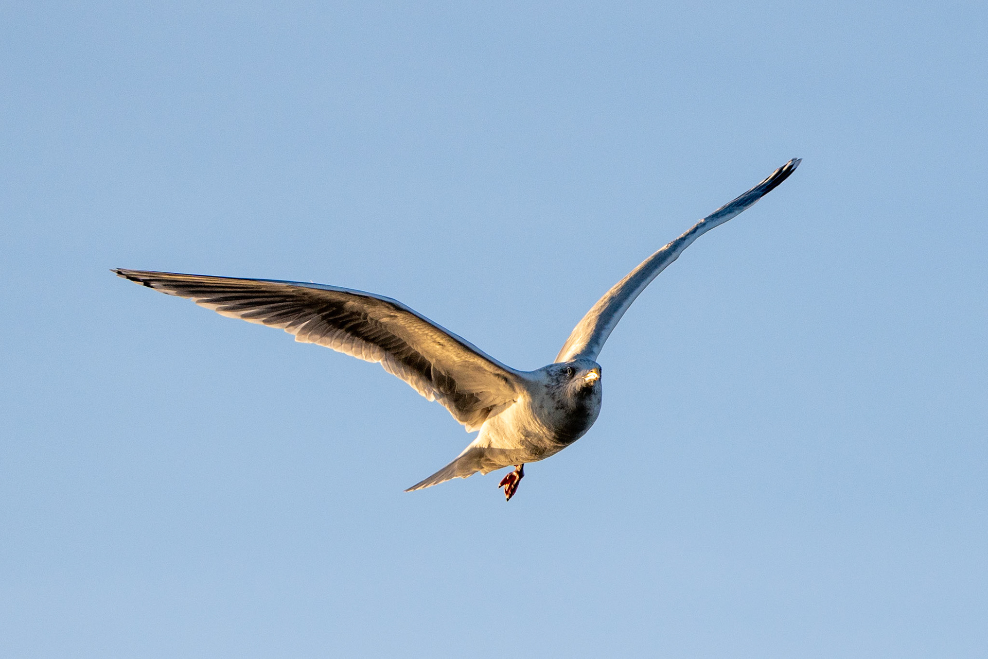 Iceland Gull