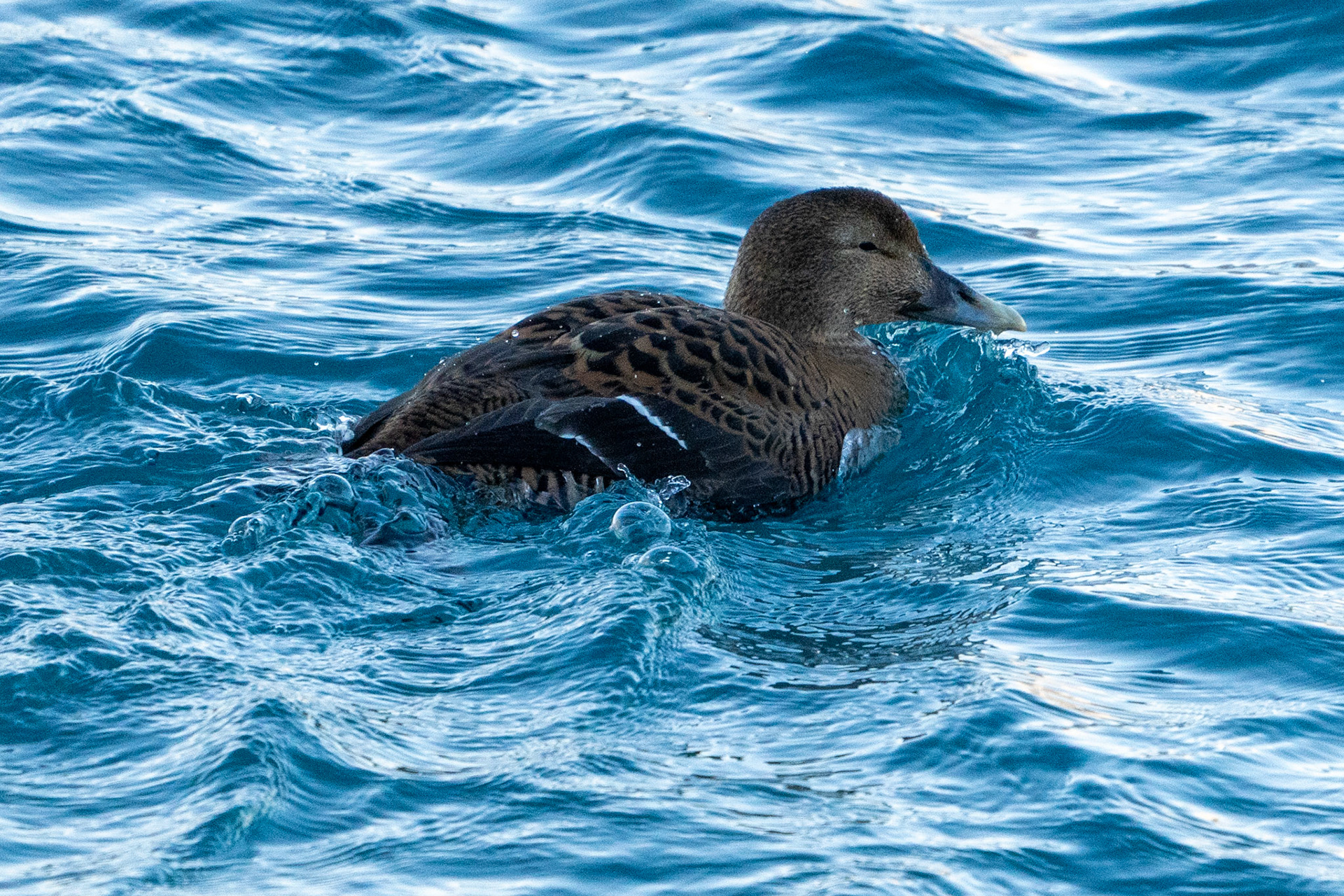 Common Eider