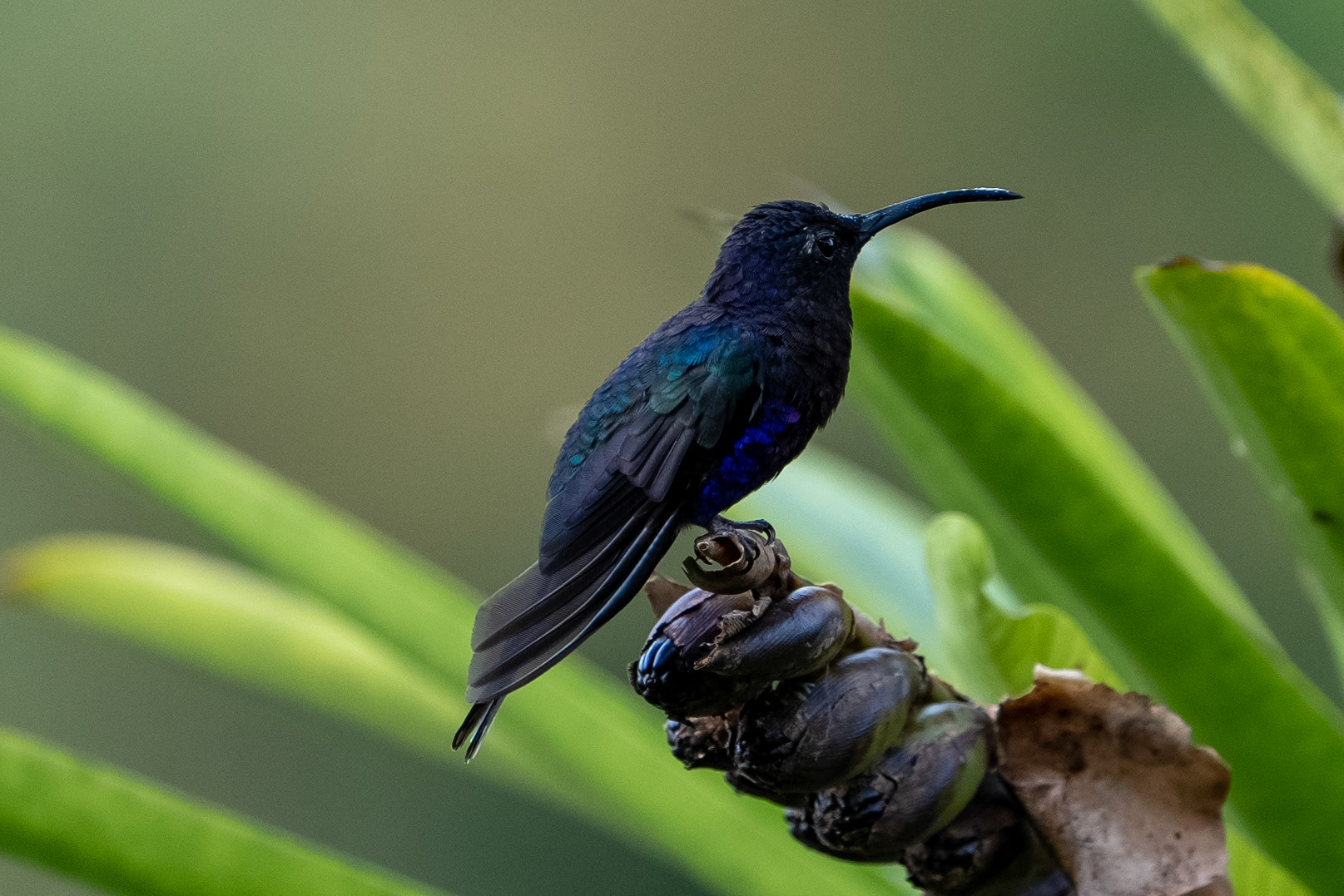 Violet Sabrewing (male)