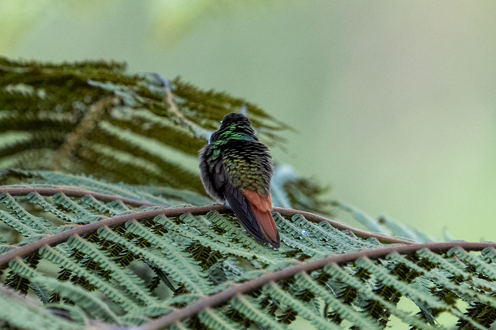 Rufous-tailed Hummingbird
