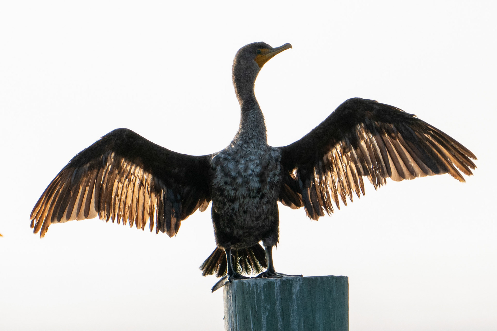Double-breasted Cormorant