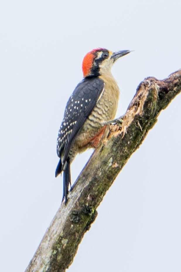 Black-cheeked Woodpecker (male)