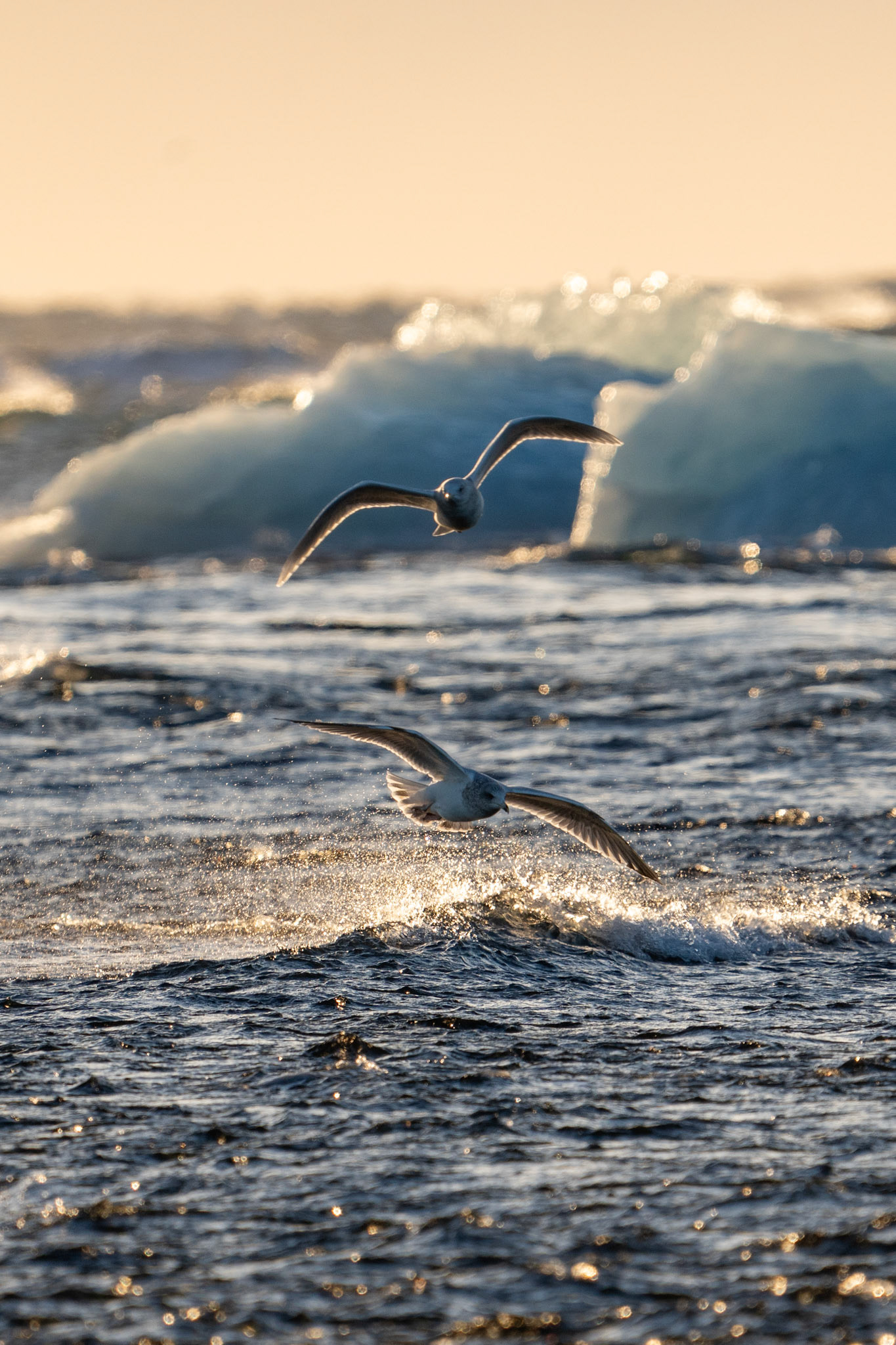 Iceland Gull